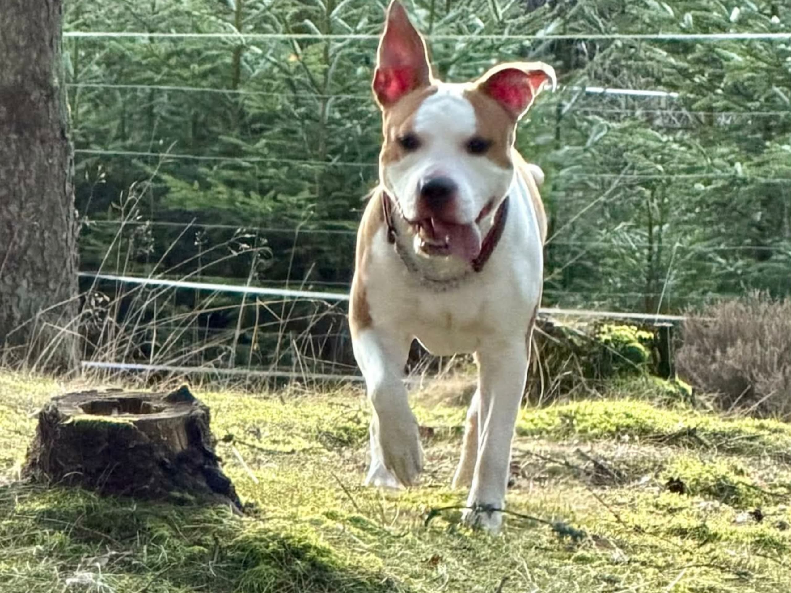 American Staffordshire Terrier · Perstorp · Annicanina's
