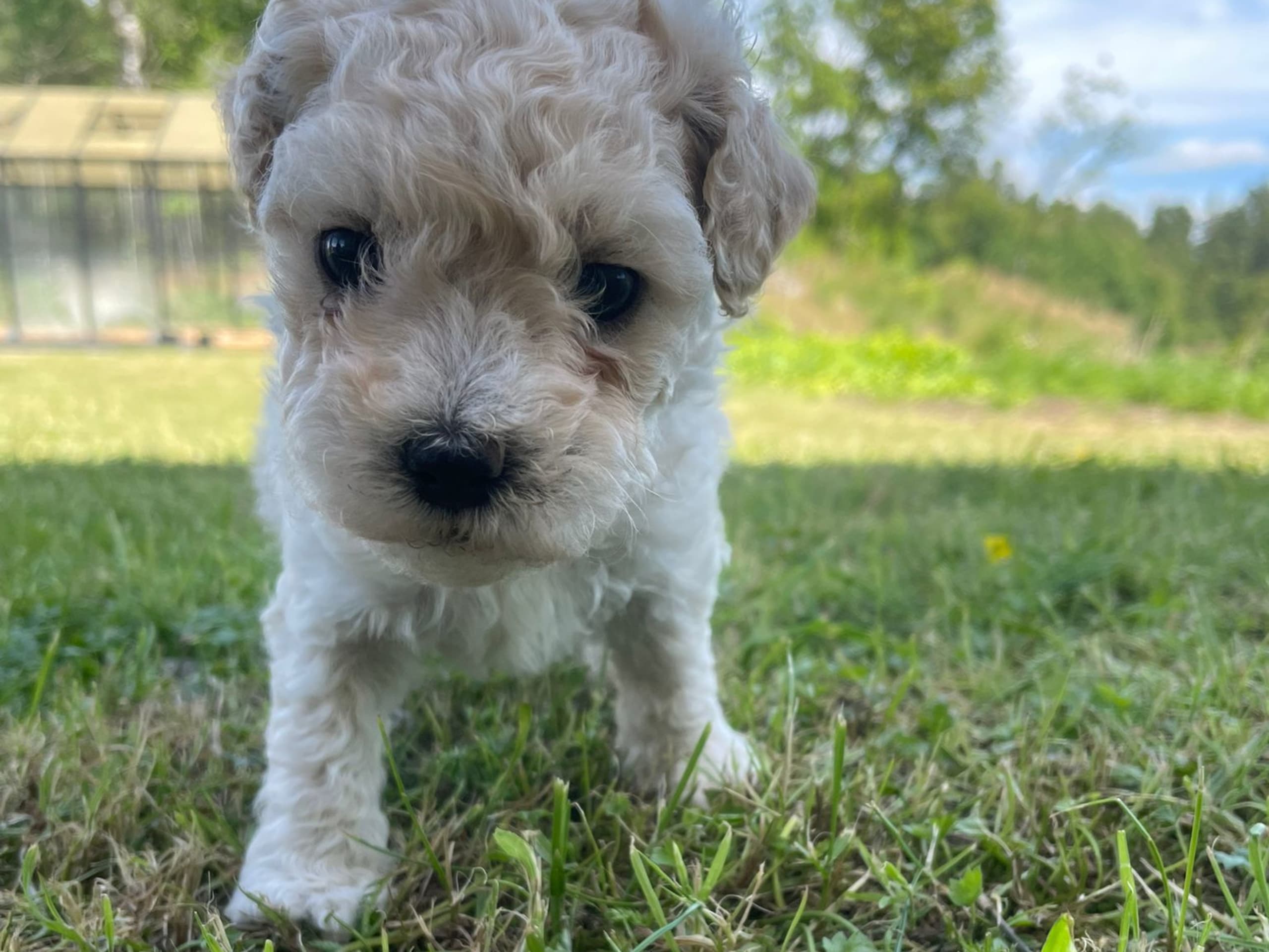 Maltipoo · Hässleholm · Daniela K.