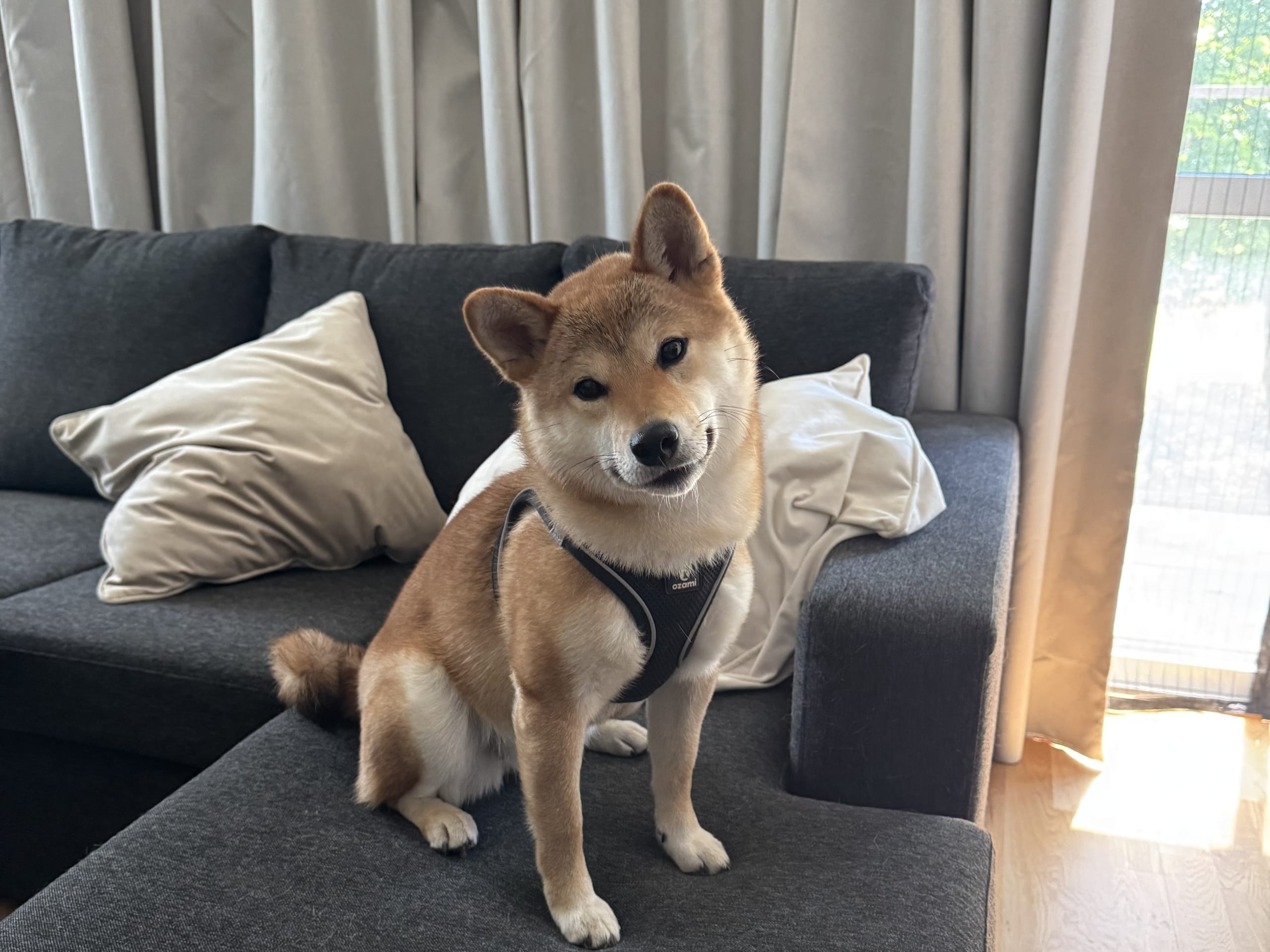 Shiba
