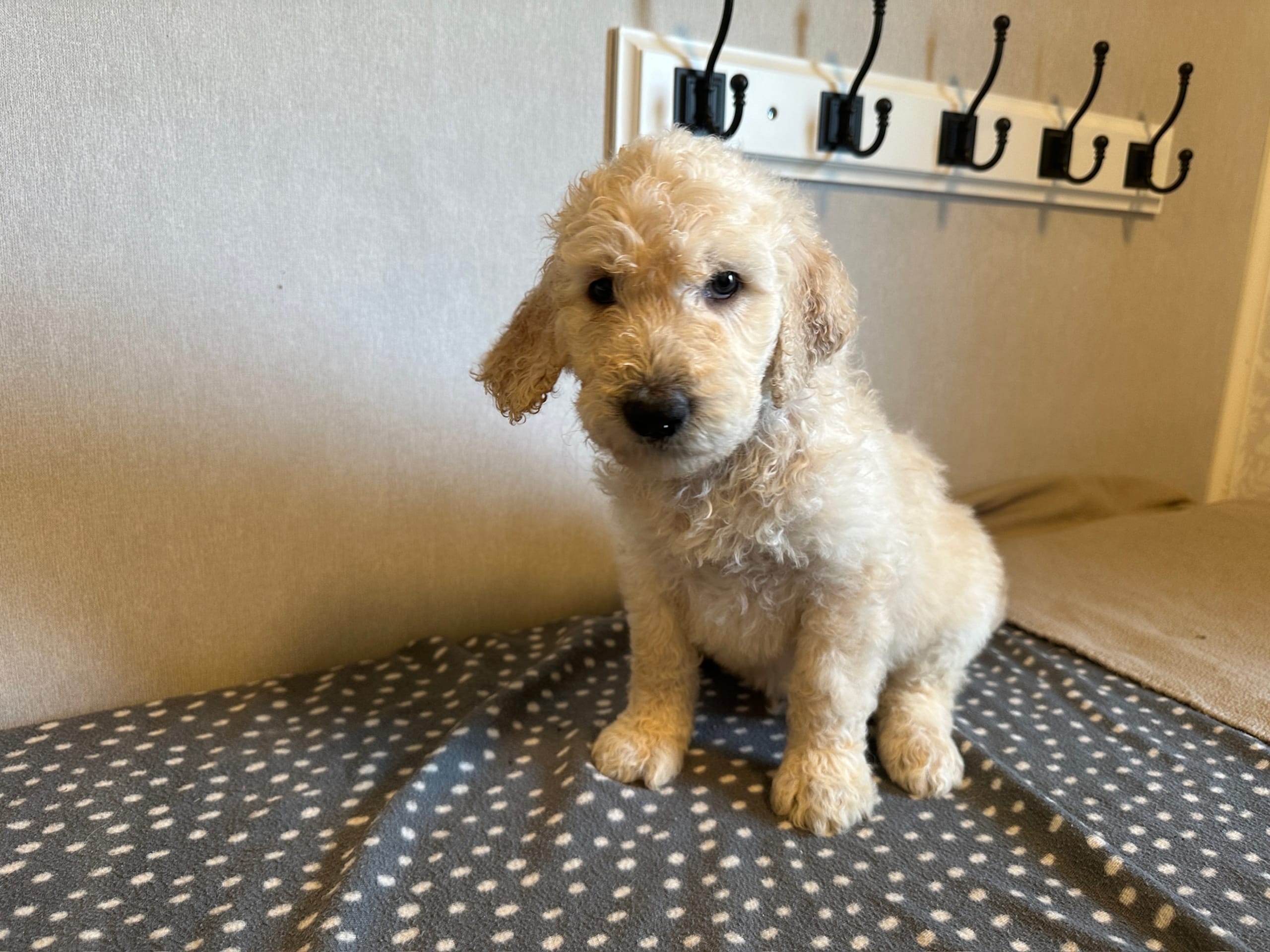 Goldendoodle