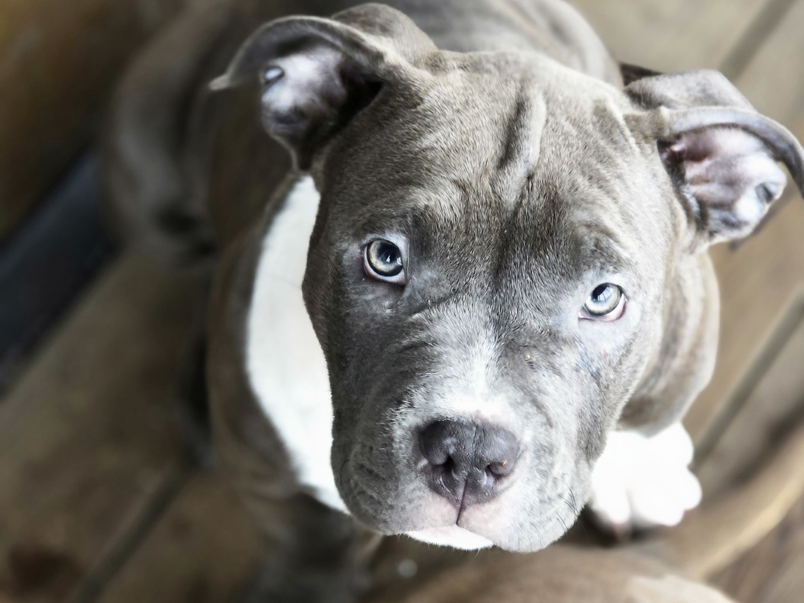 American bully