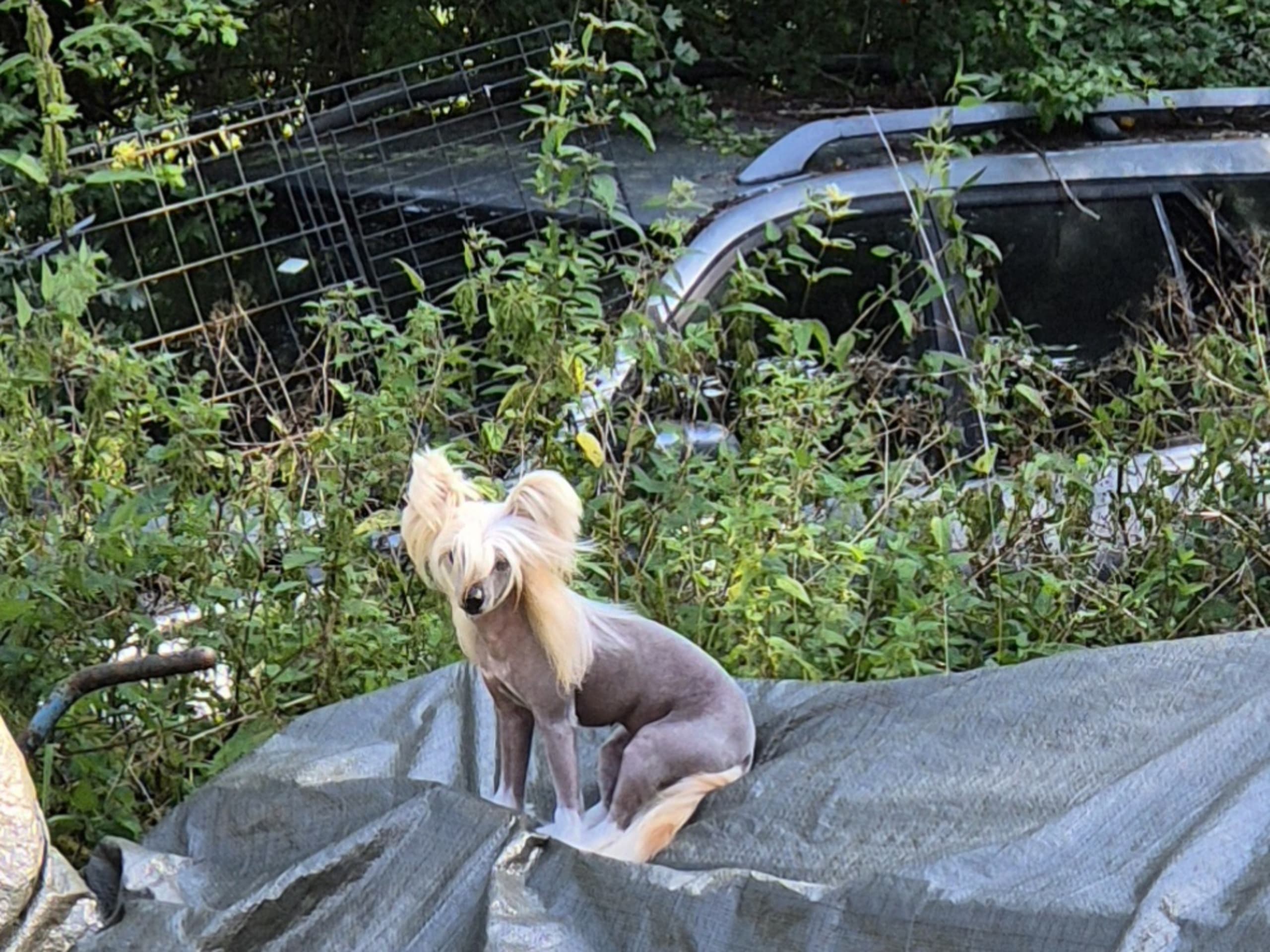 Chinese crested