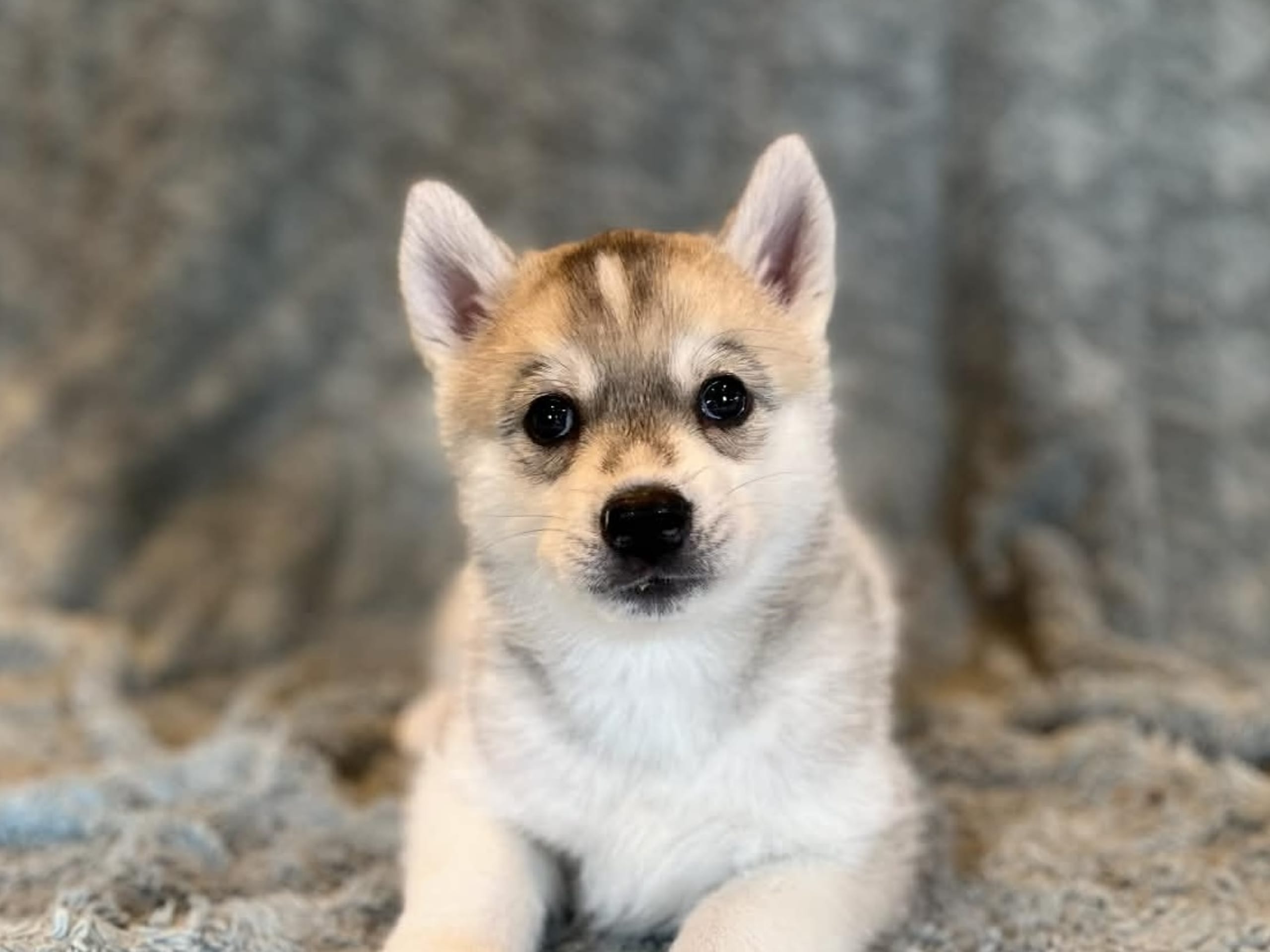 Siberian husky