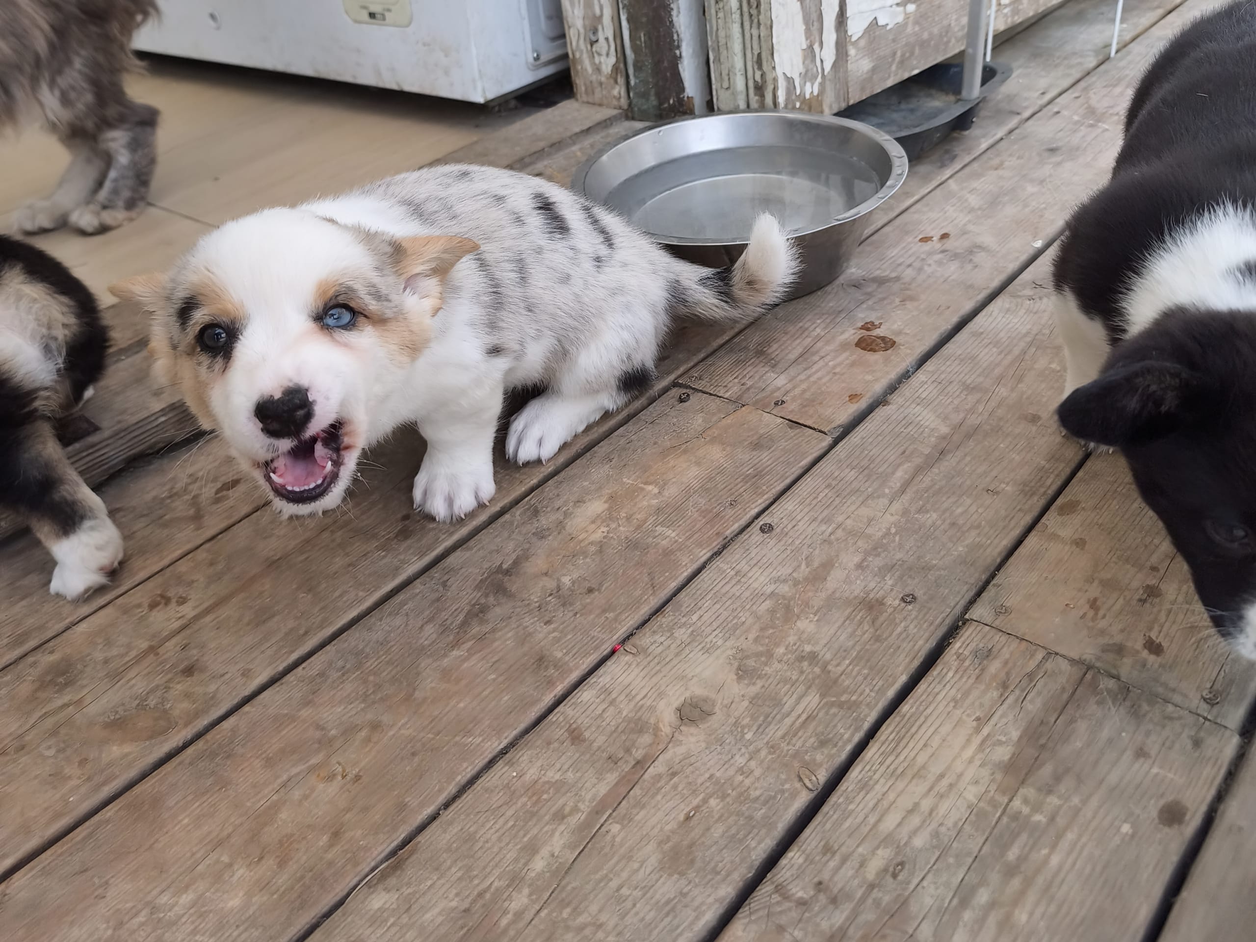 Welsh corgi cardigan