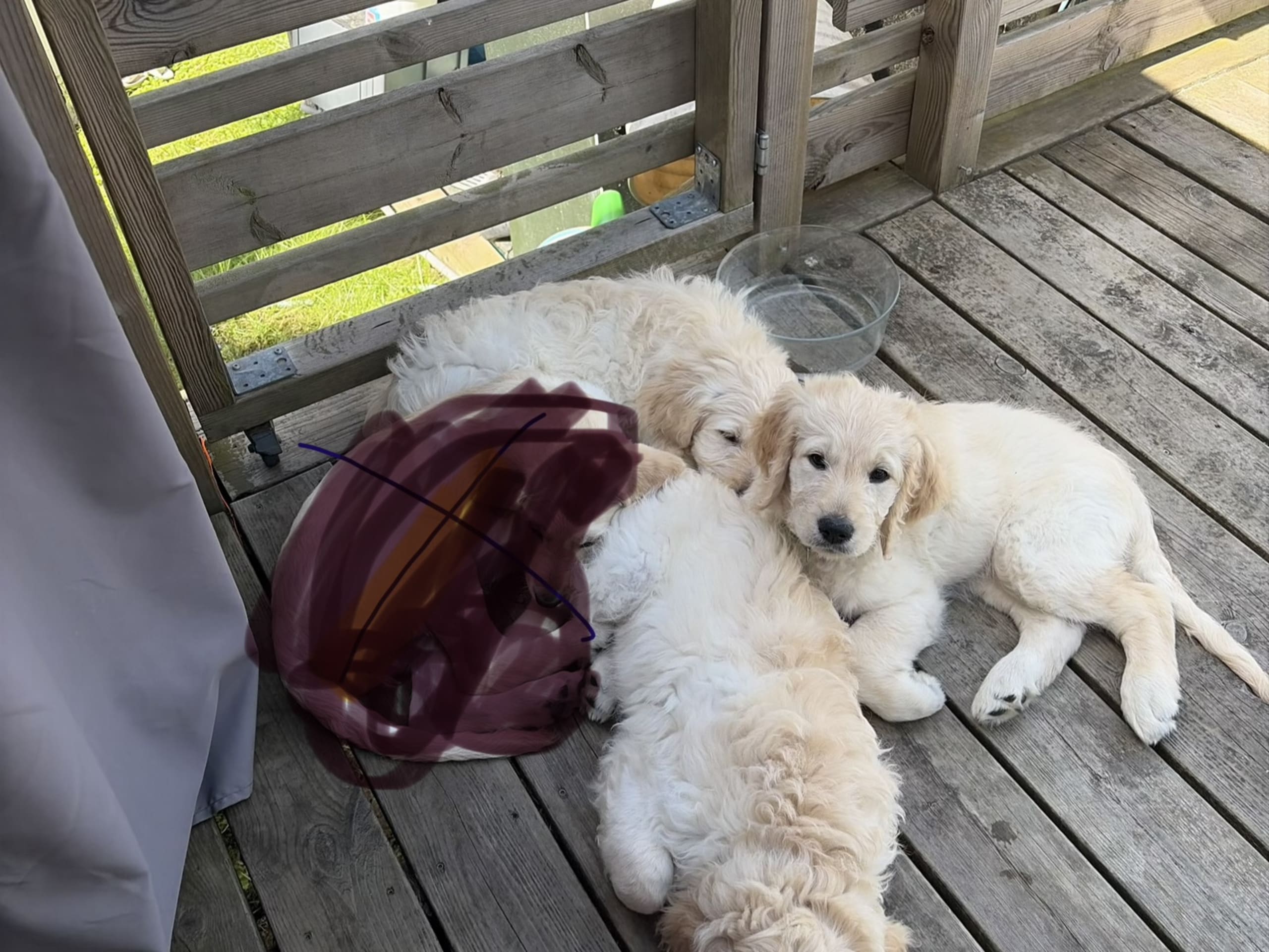 Labradoodle · Göteborg · Lundbyängen
