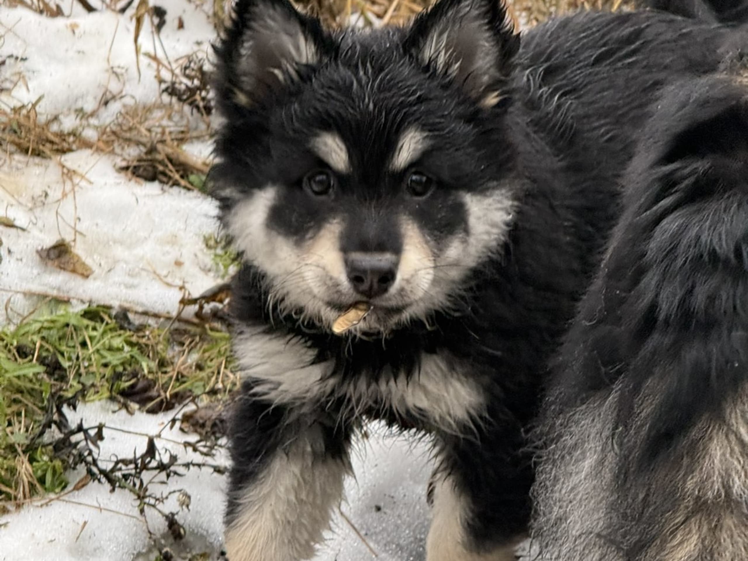 Finsk lapphund