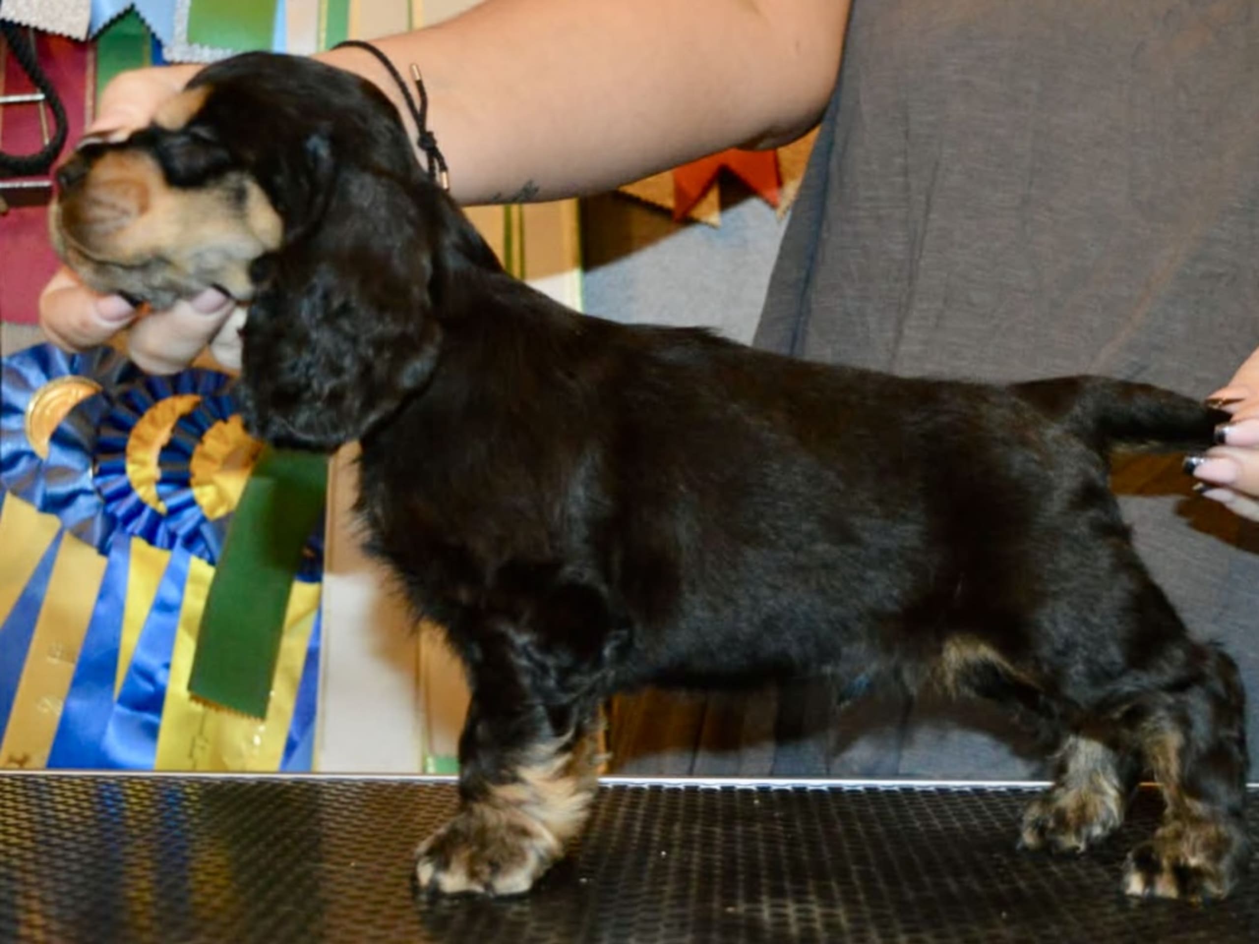 Cocker spaniel