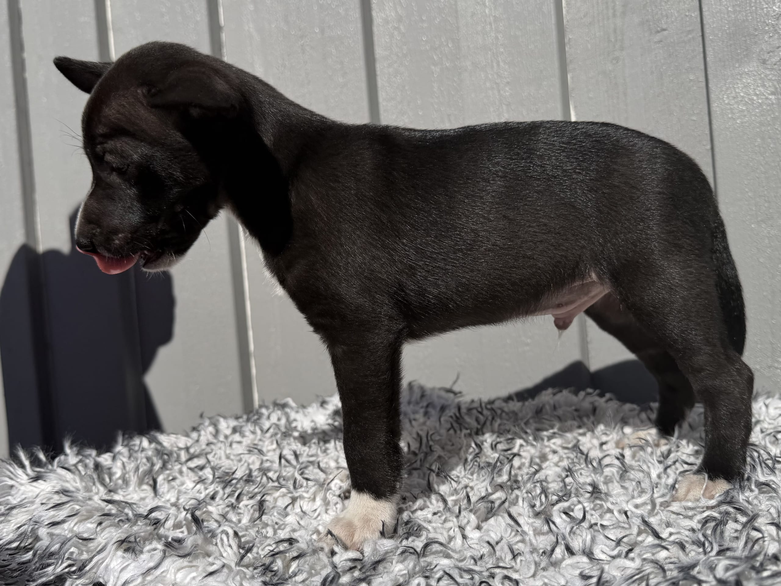 Xoloitzcuintle