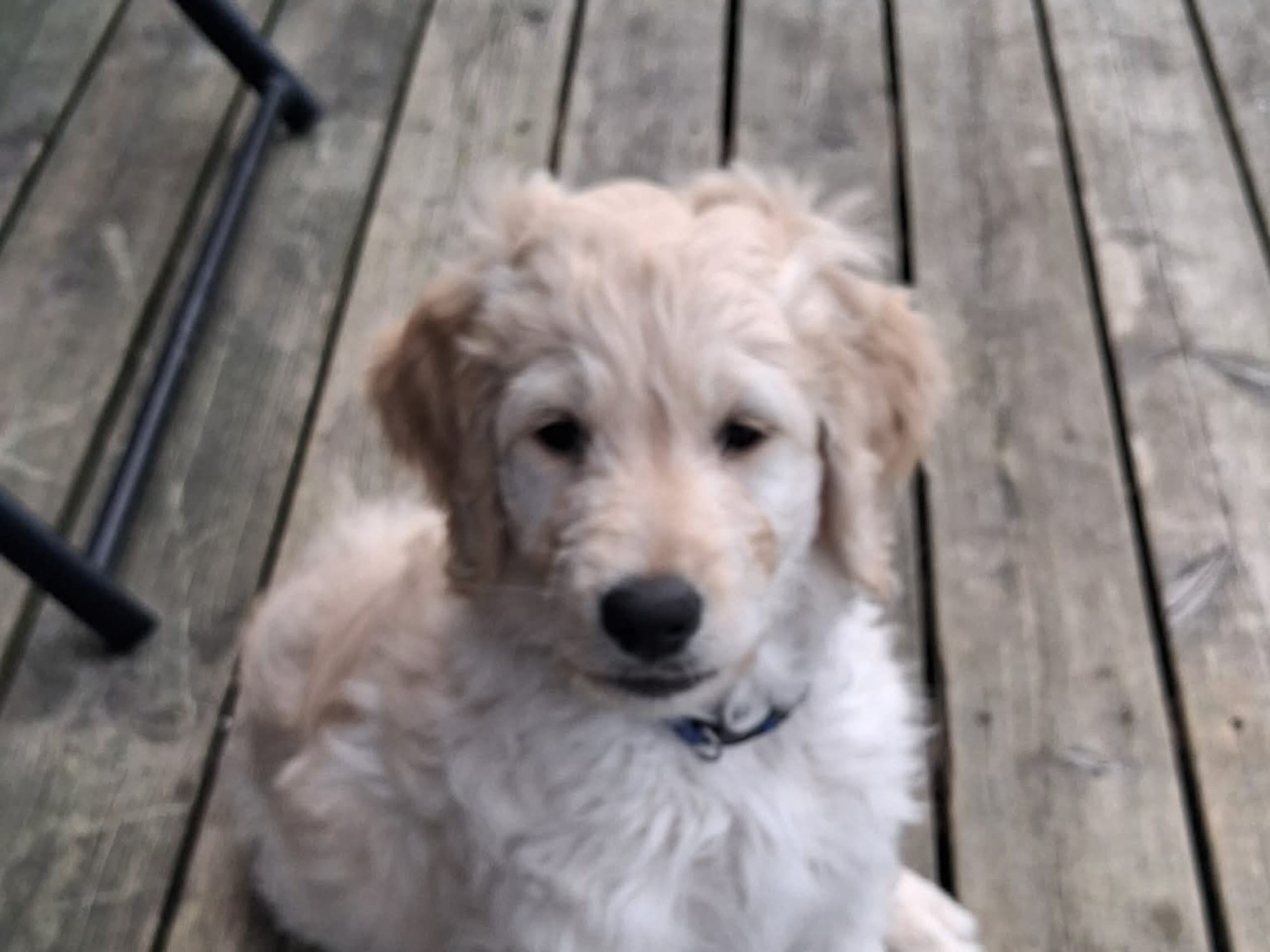 Labradoodle · Göteborg · Lundbyängen