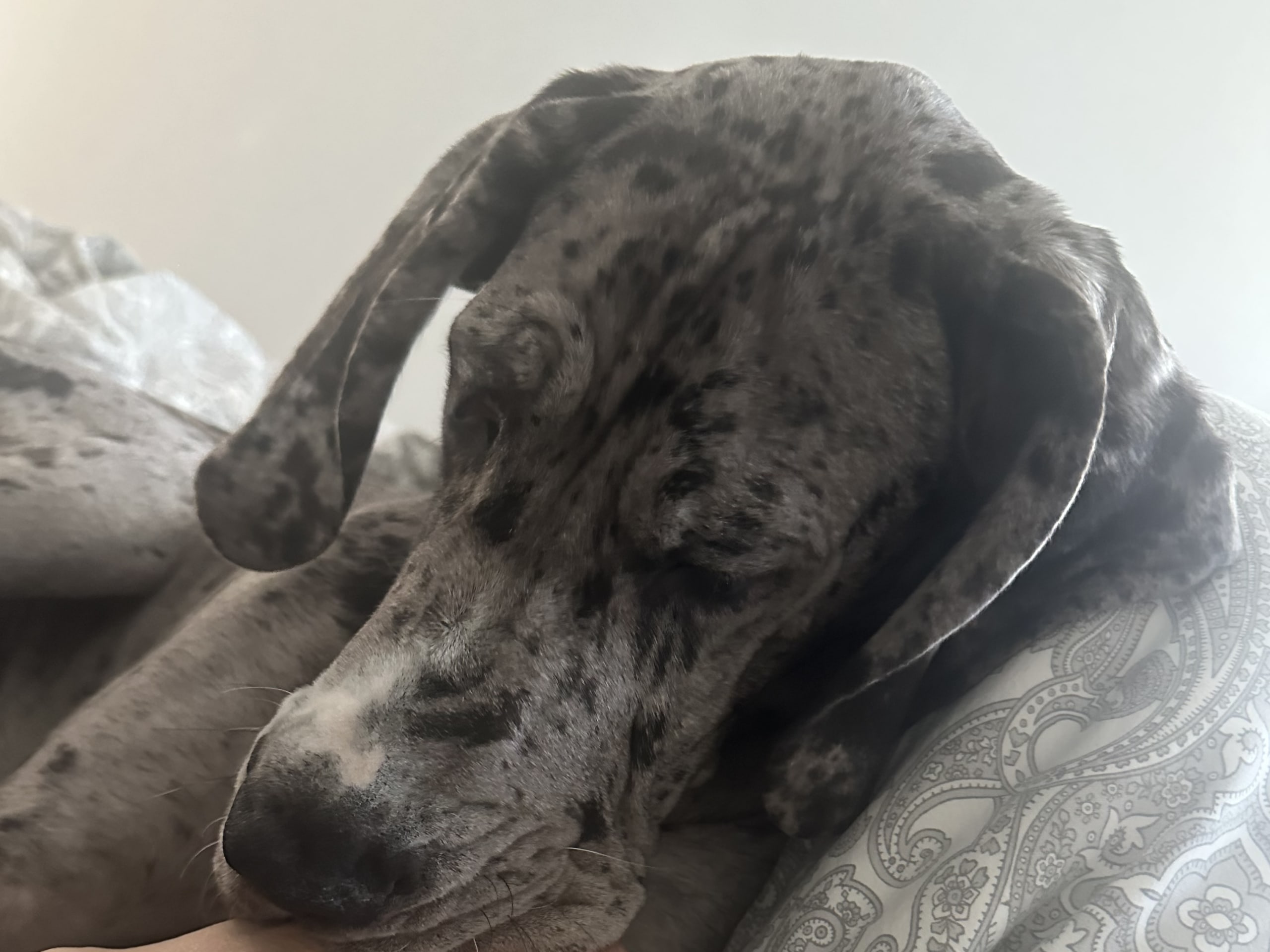 Great Dane (Grand danois) · Ludvika · Carola E.