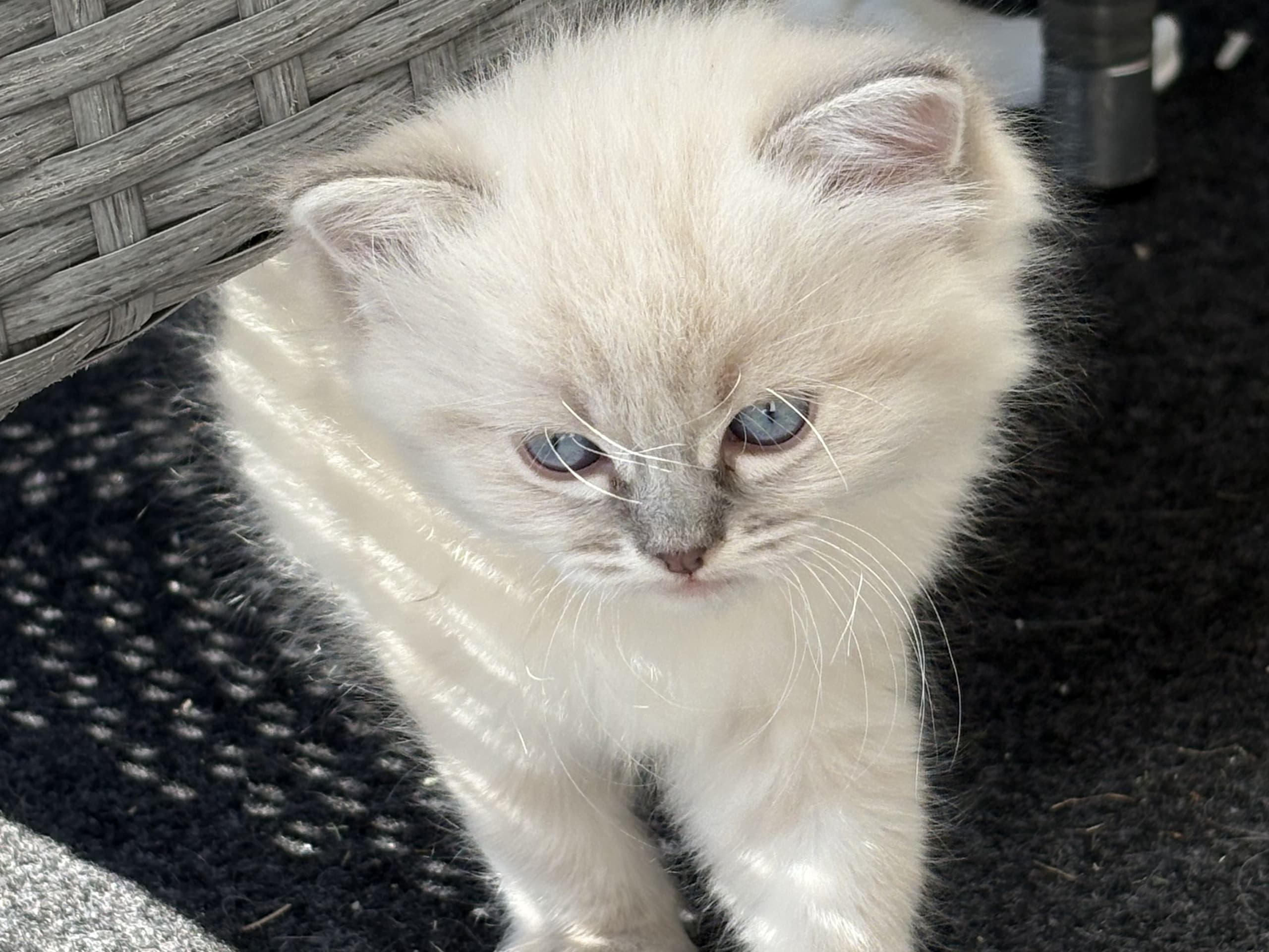 Ragdoll · Rörvik · Evelina S.
