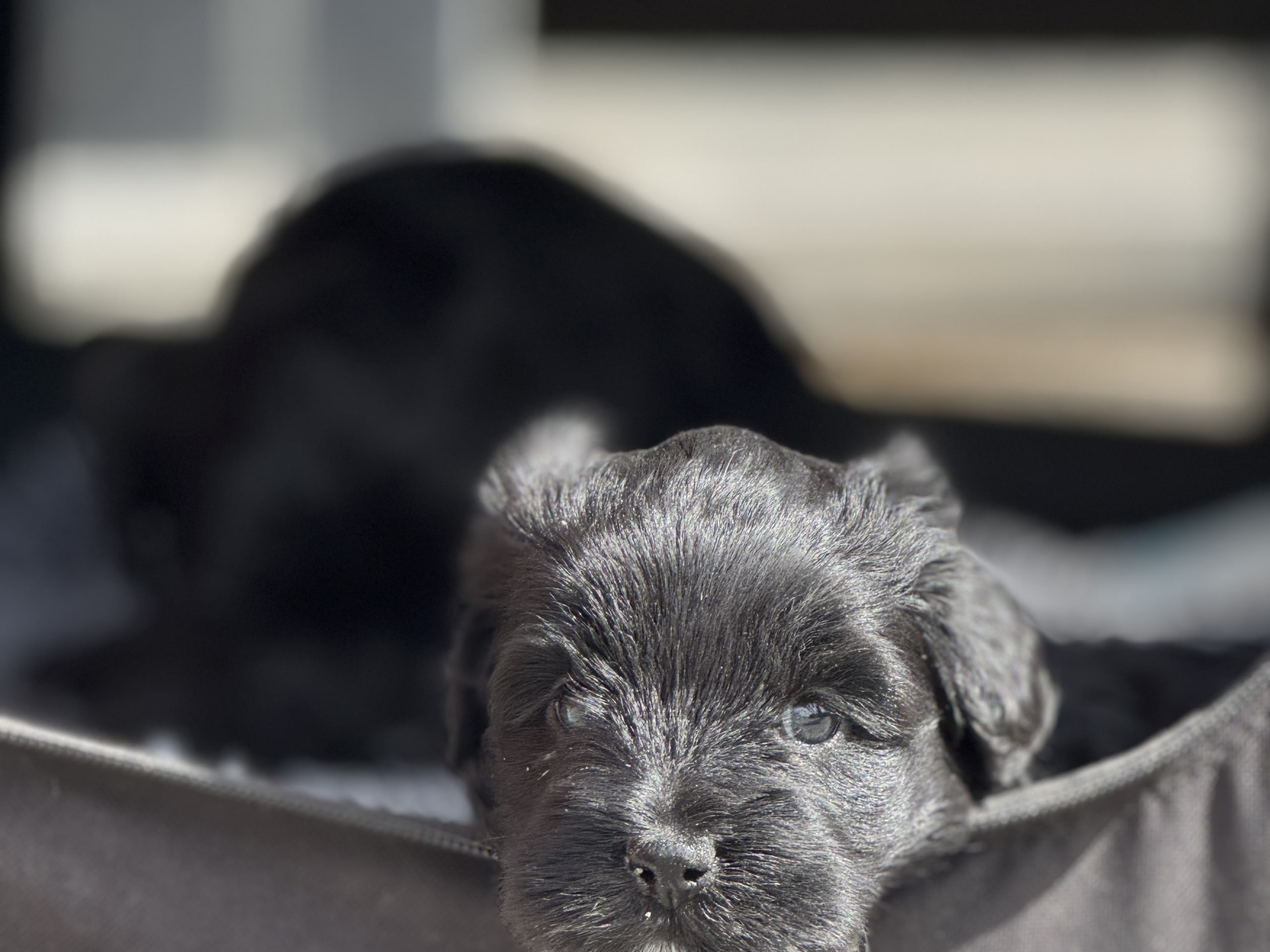 Tibetansk terrier