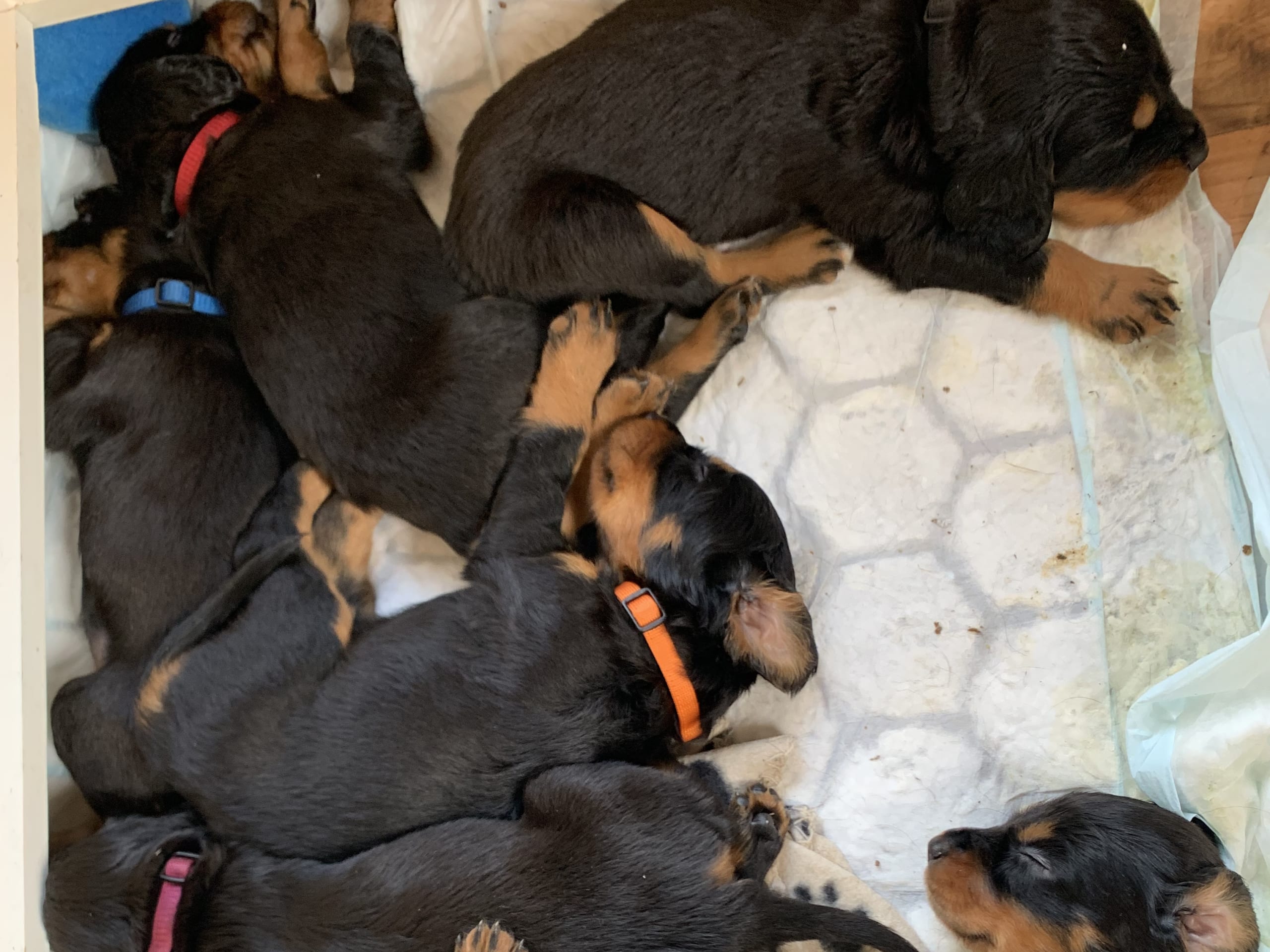 Gordon Setter · Bjoa · Storenutens