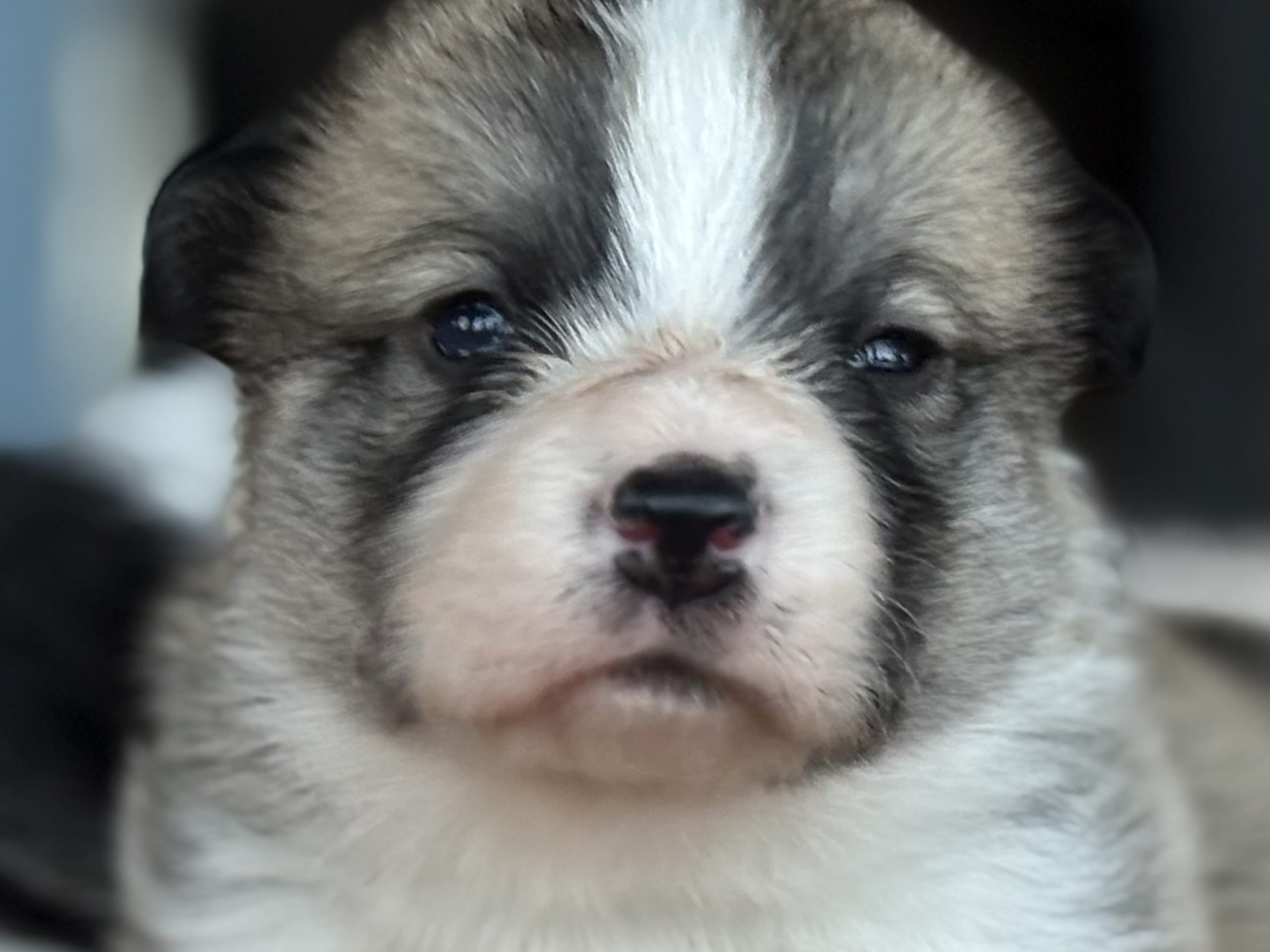 Welsh corgi pembroke
