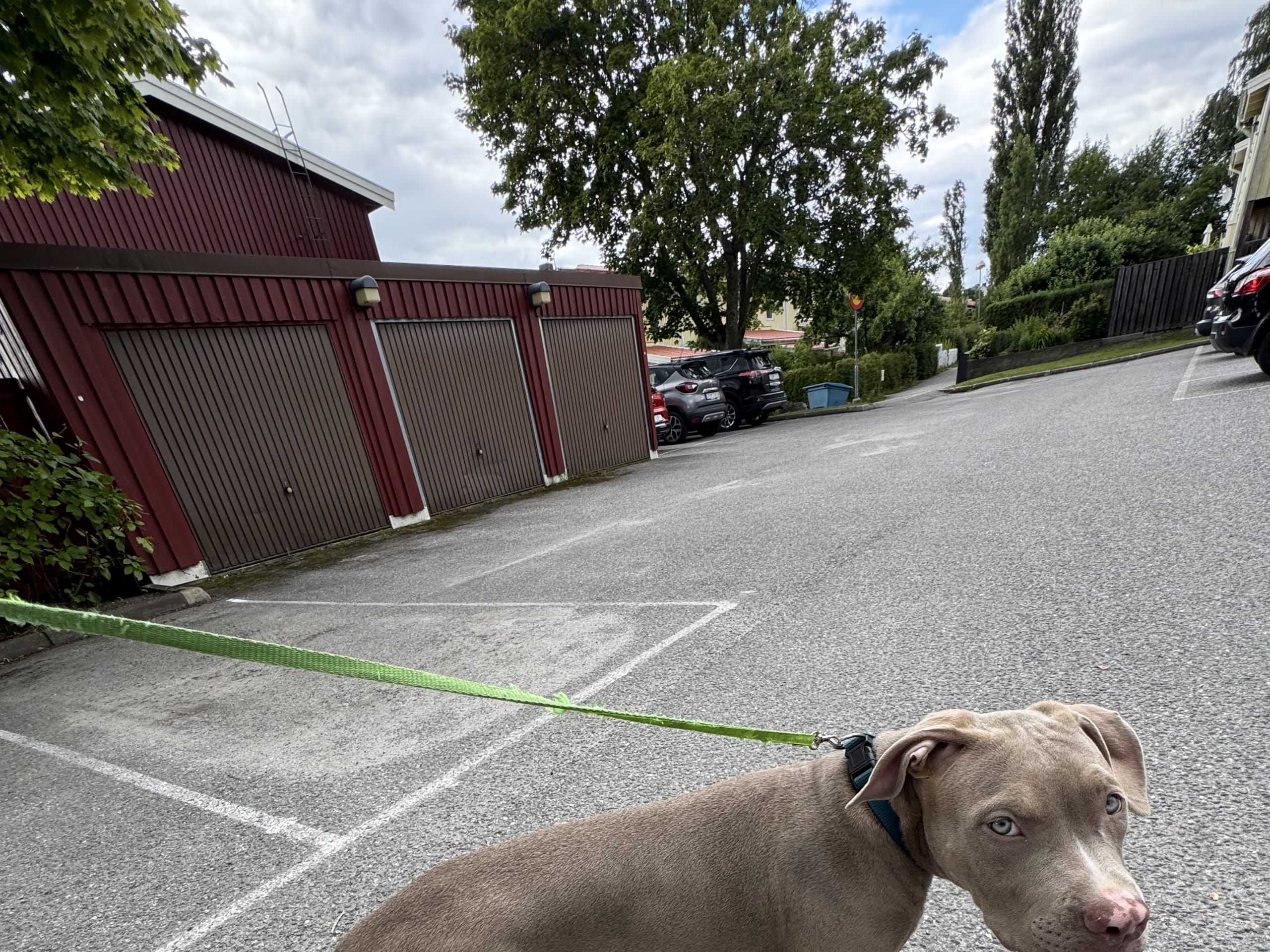American Bully · Hässelby · Rasan A.