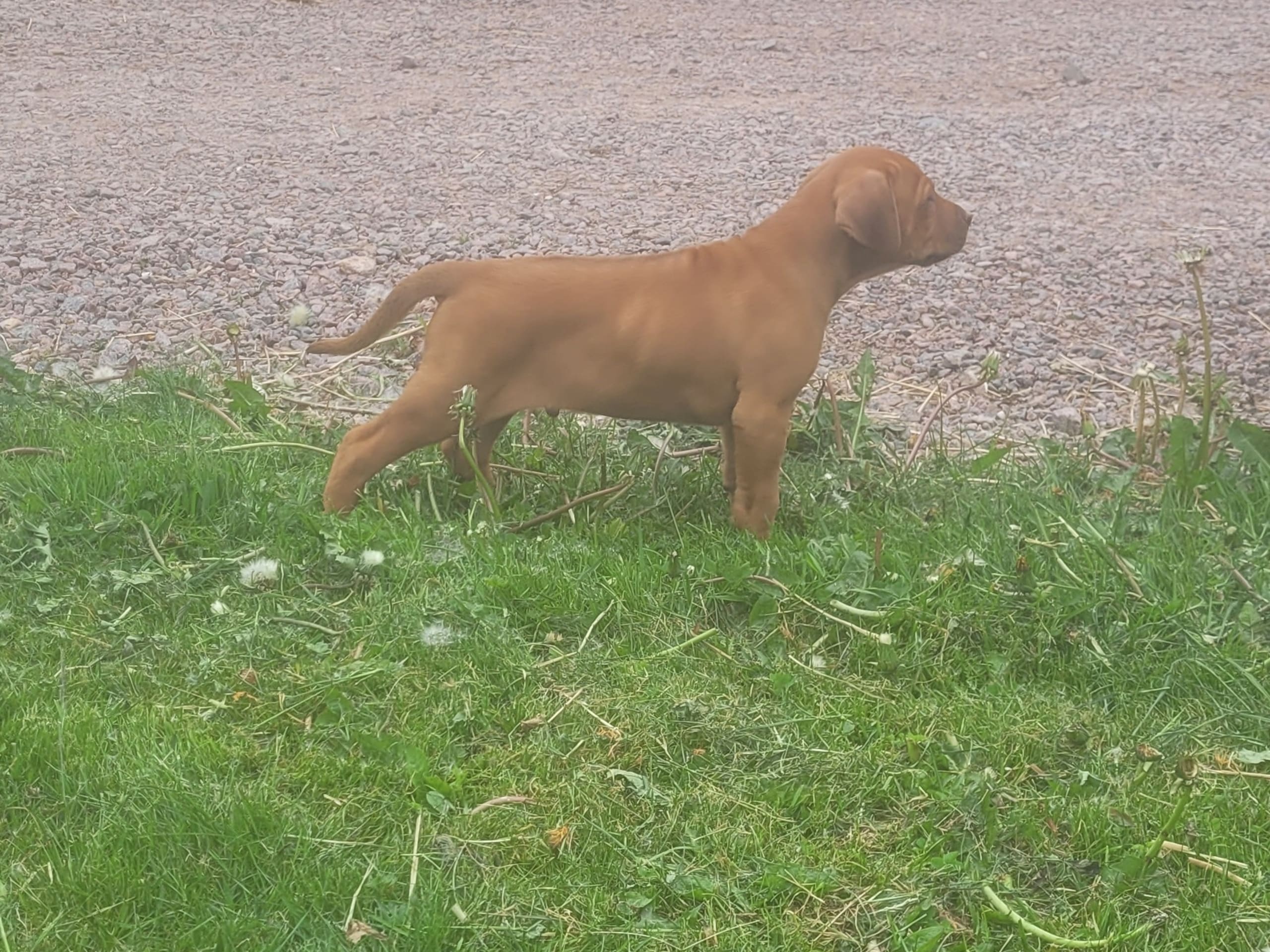 Rhodesian ridgeback