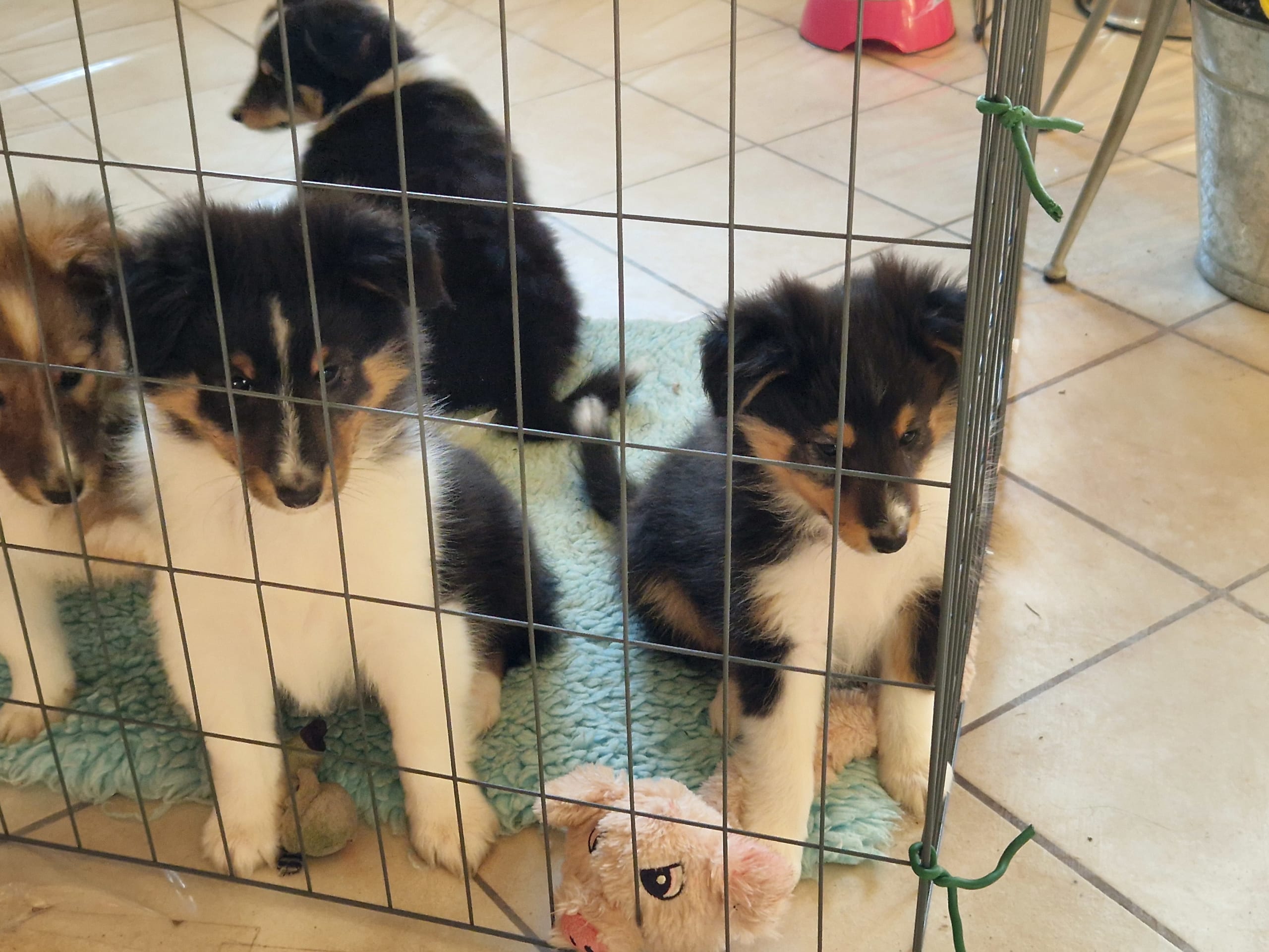 Shetland sheepdog