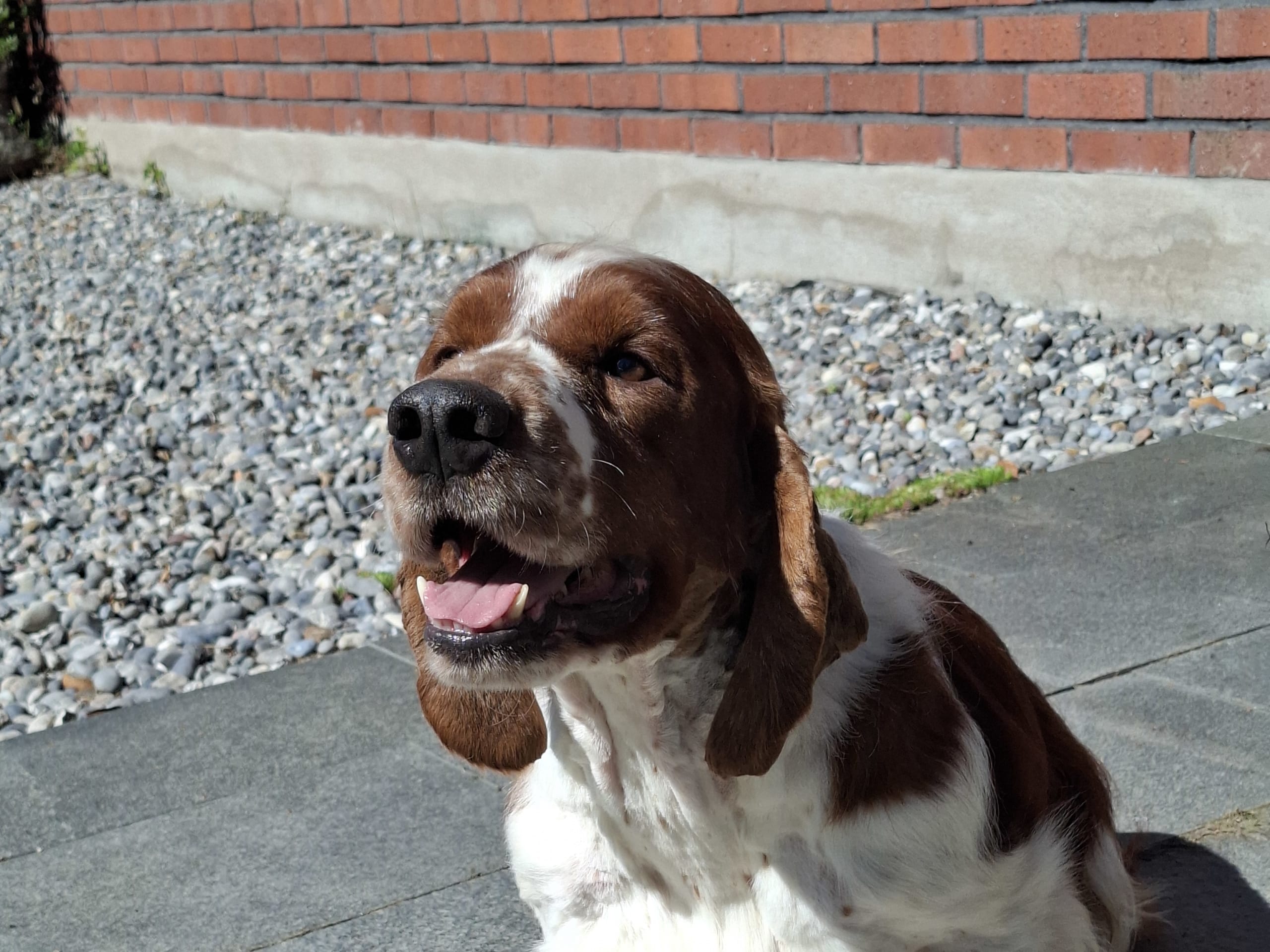 Welsh springer spaniel