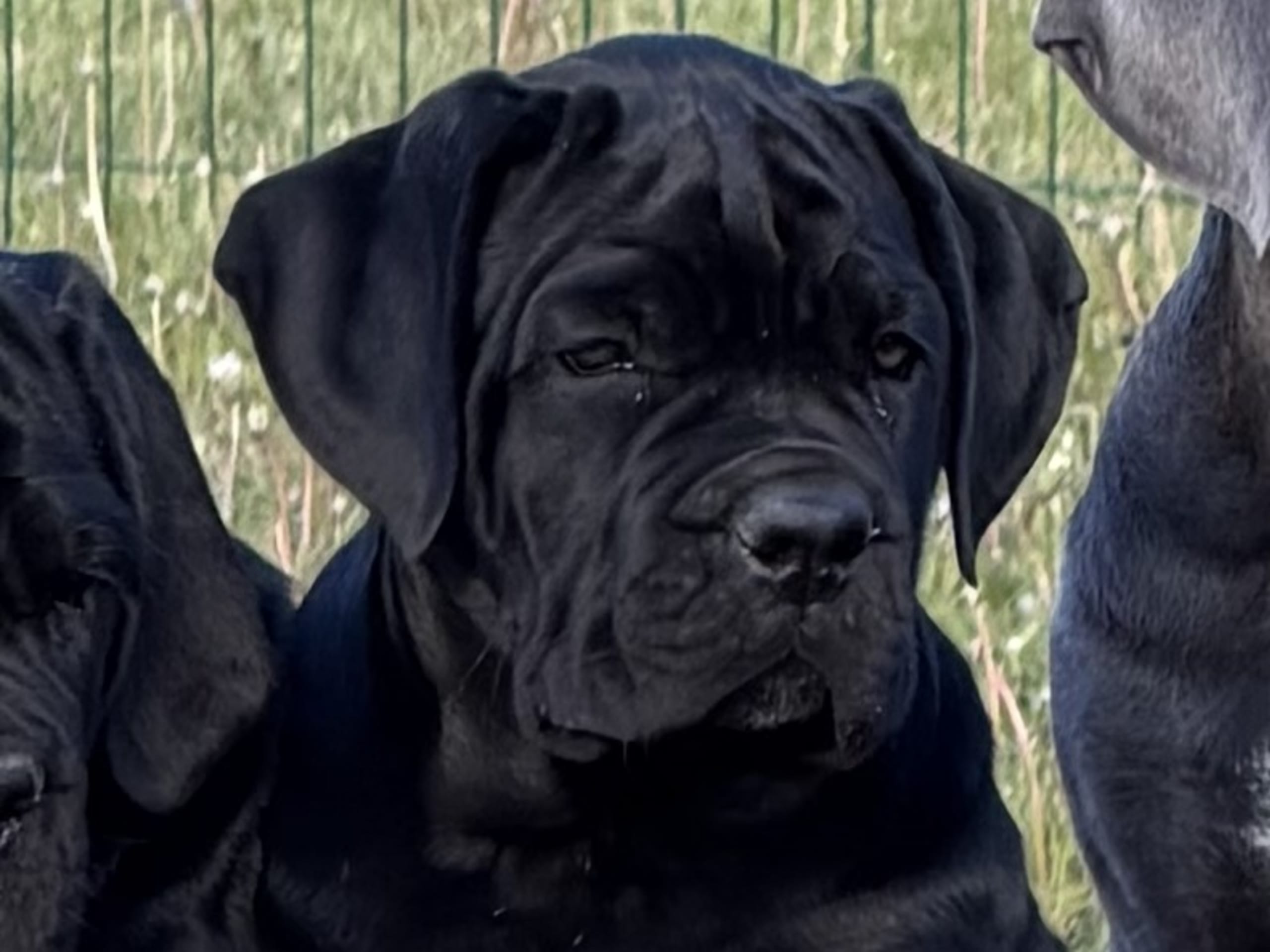 Cane corso