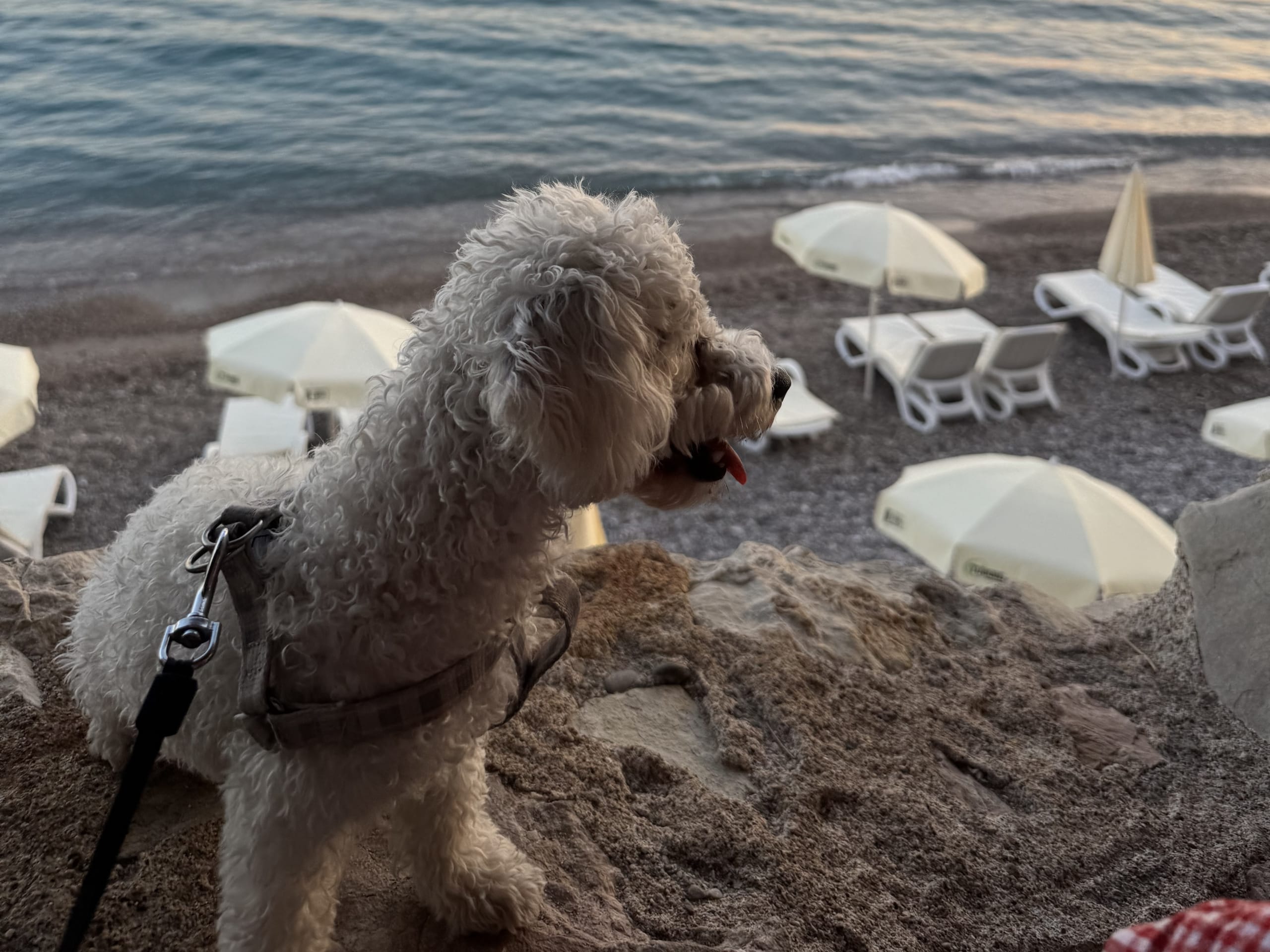 Bichon frisé
