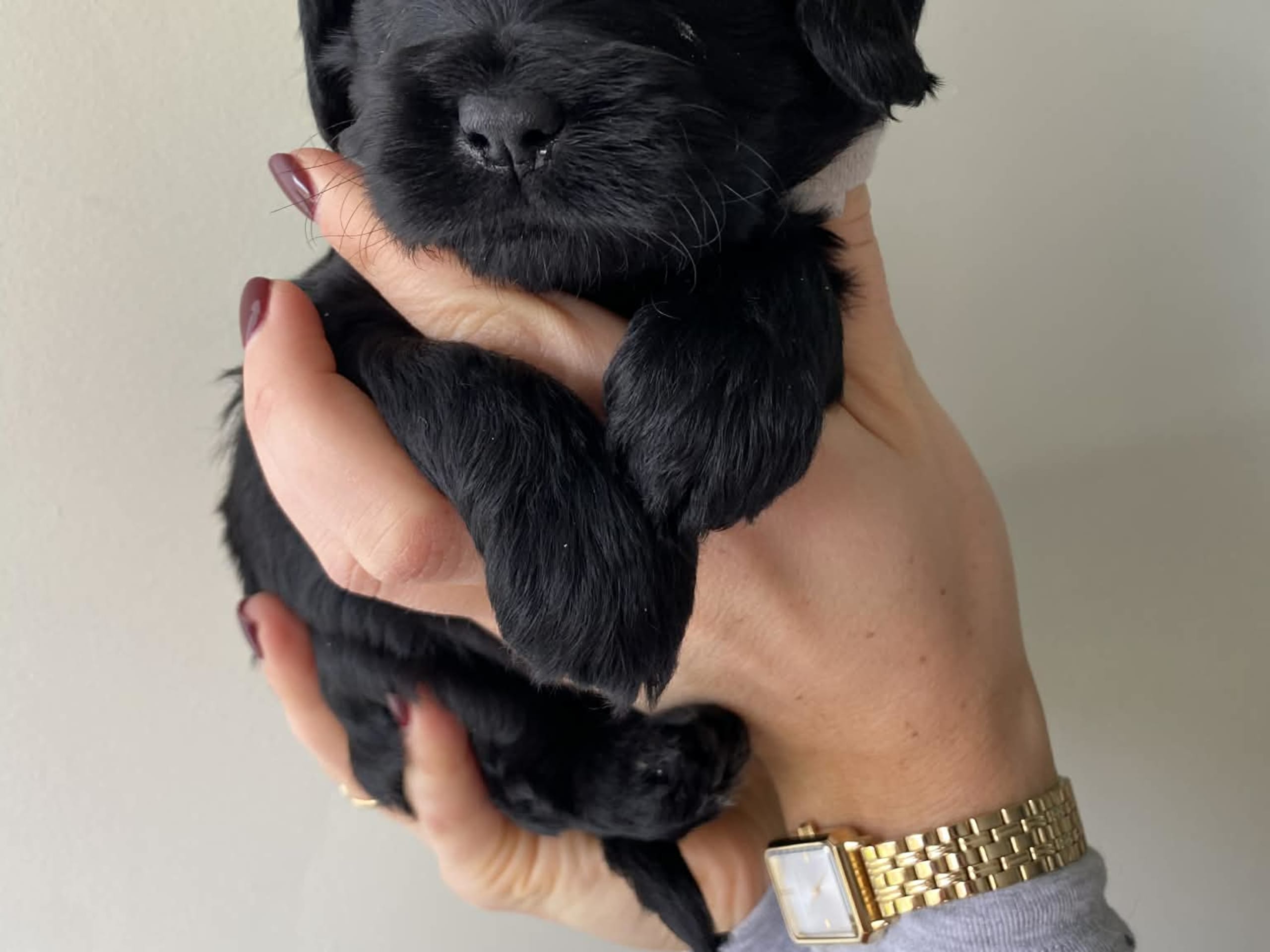 Cockerpoo