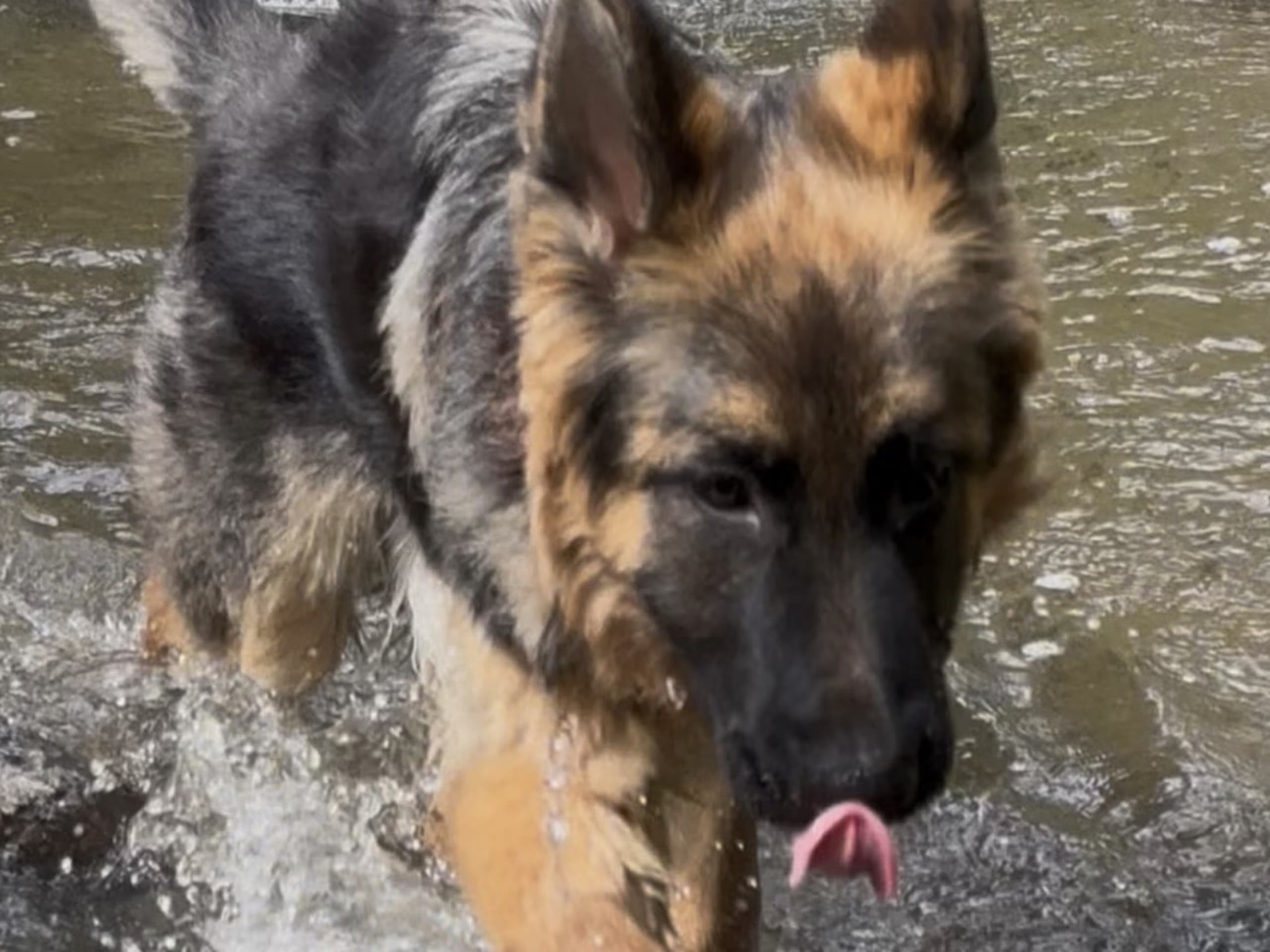 Schäferhund