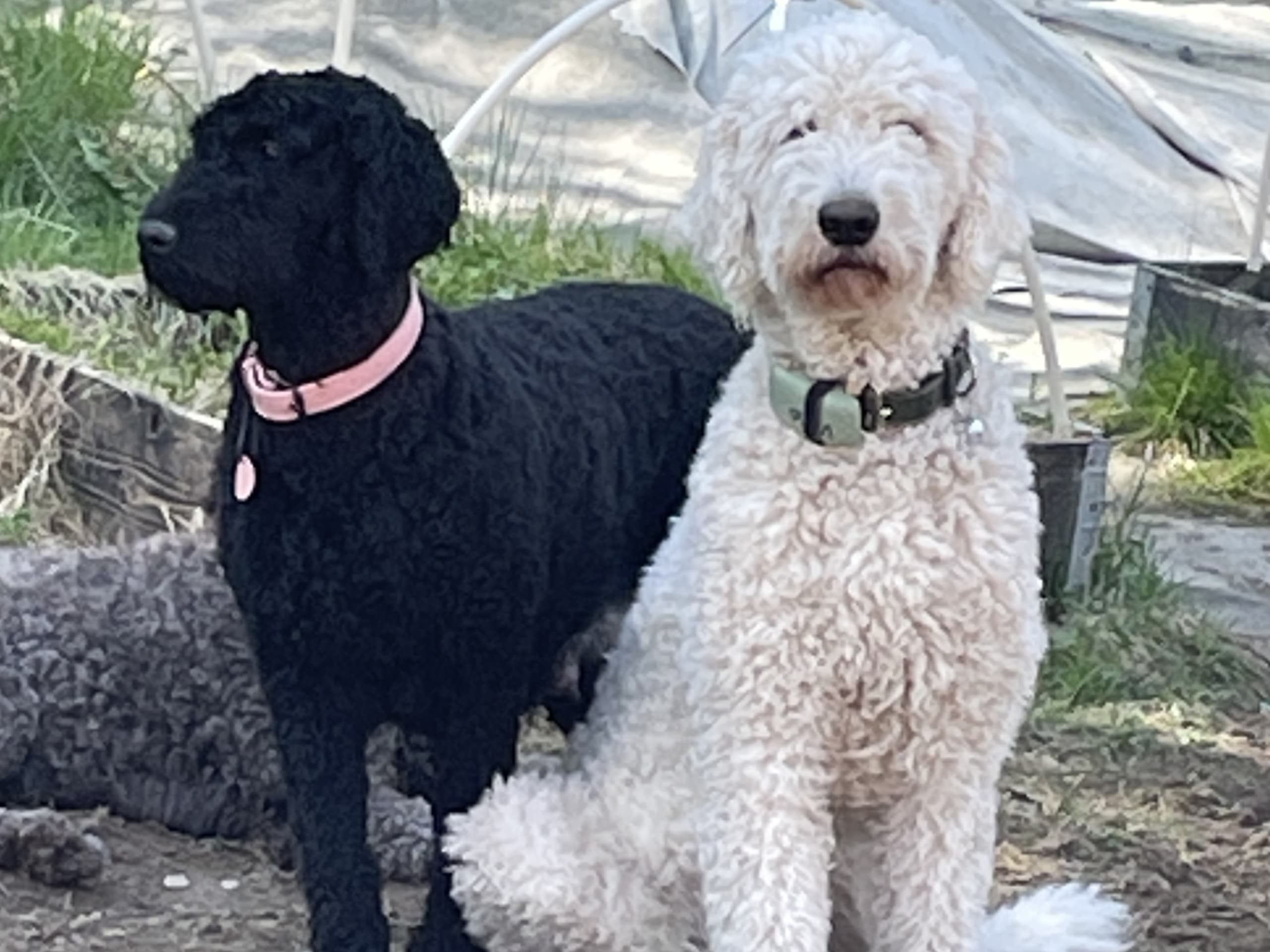 Goldendoodle