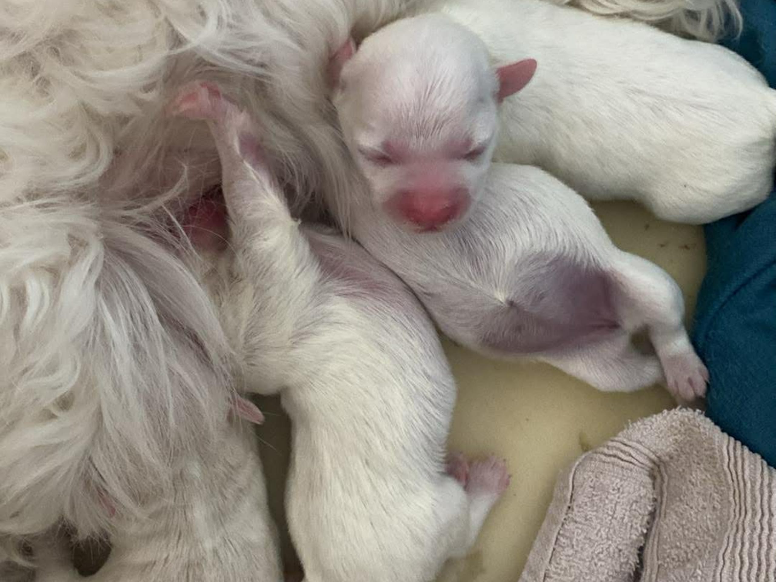 Maltese