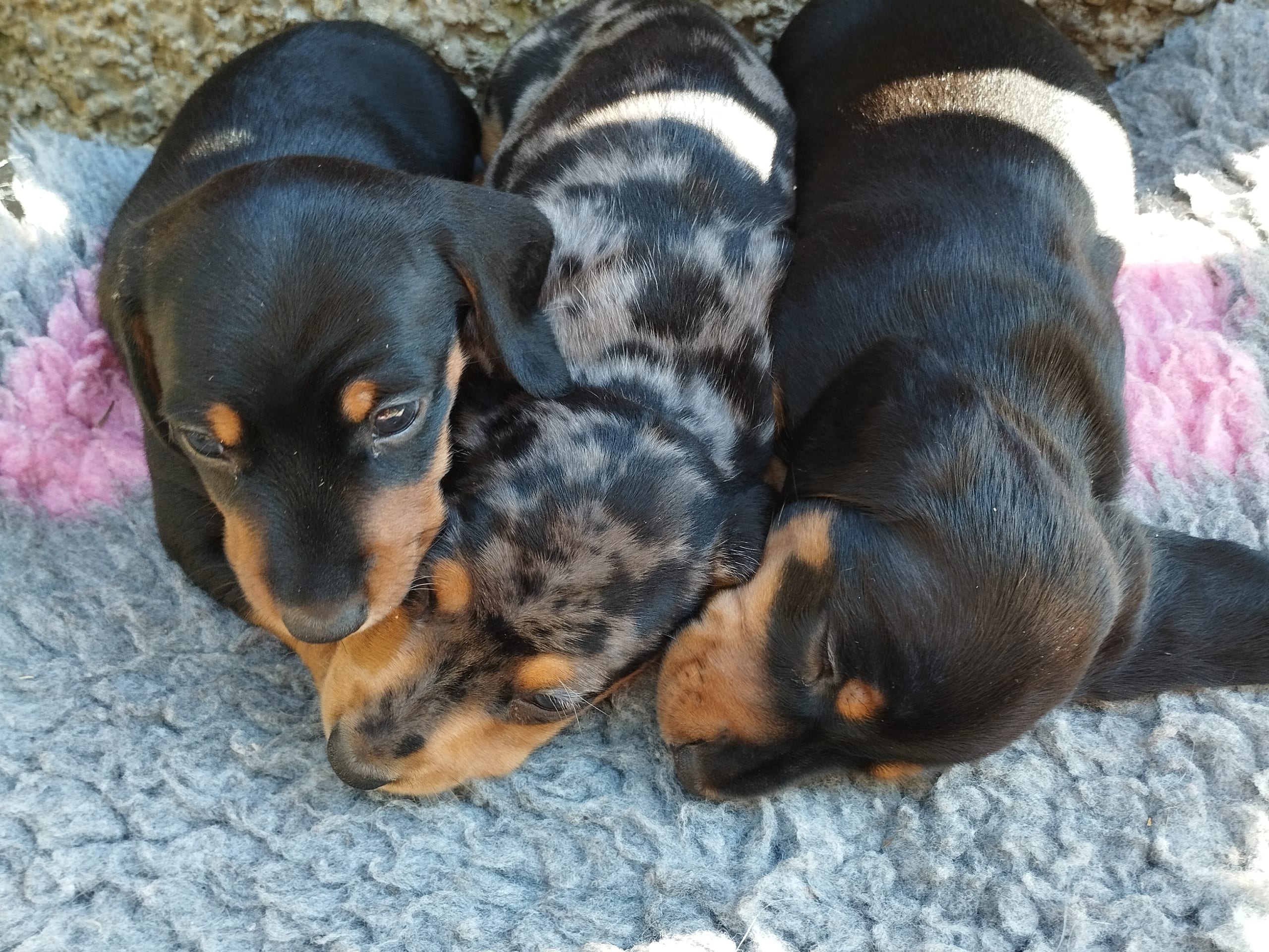 Dachshund