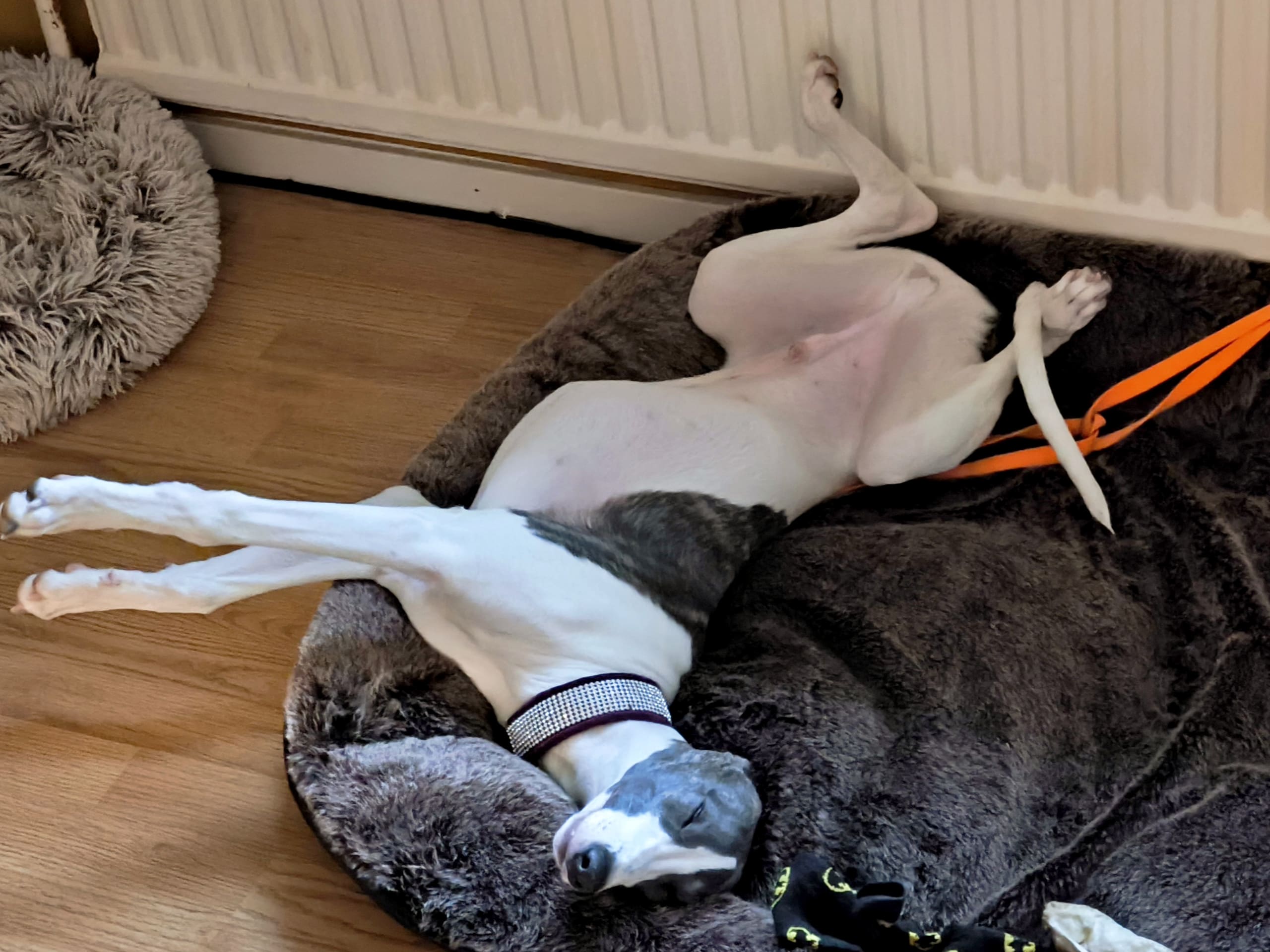 Whippet