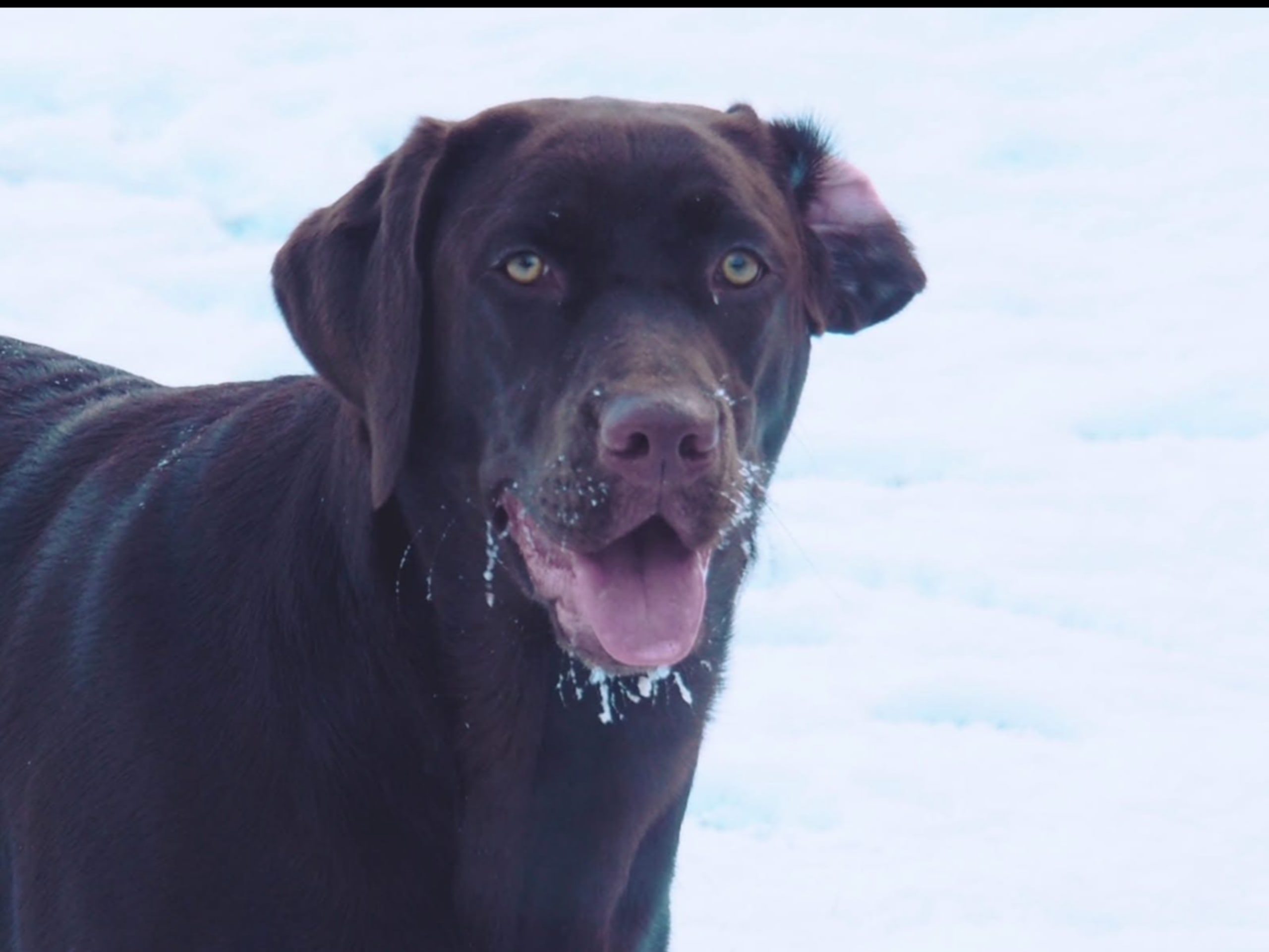 Labrador Retriever · Mariestad · Värmdö kennel