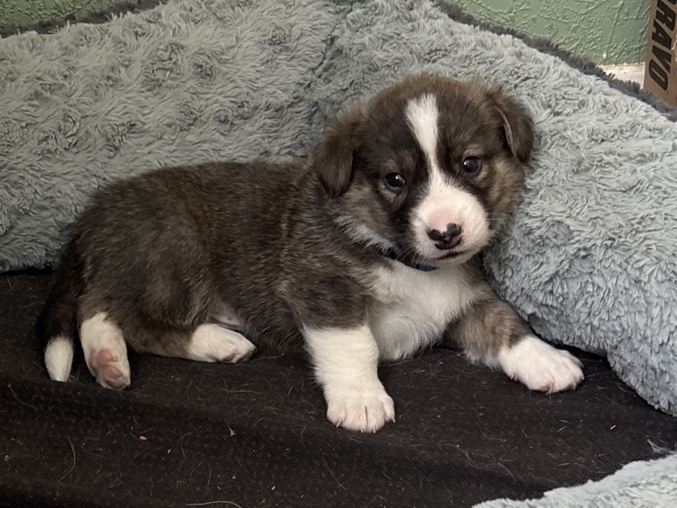Welsh corgi cardigan