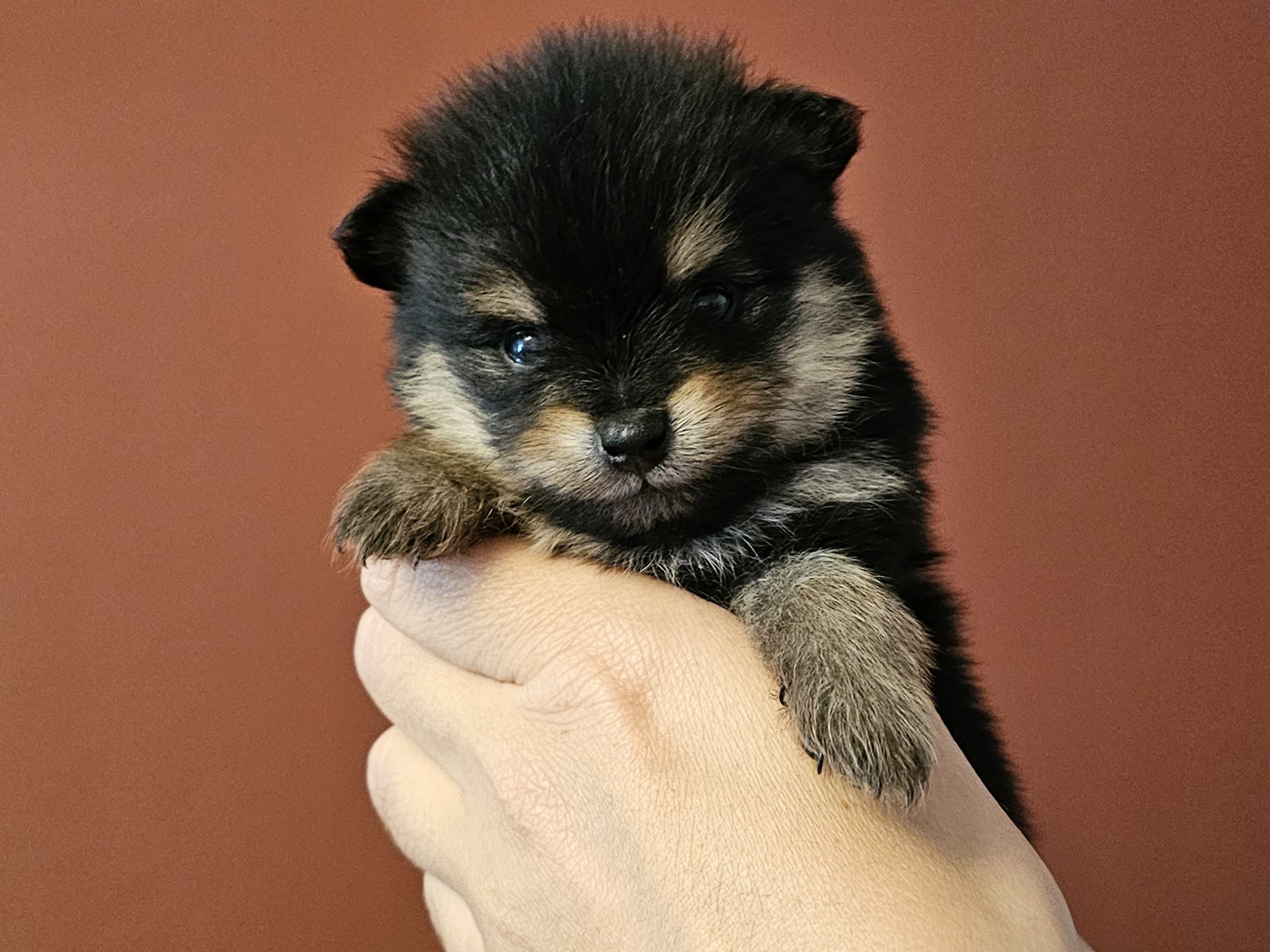 Pomeranian · Enköping · Pomsik Rakaaig