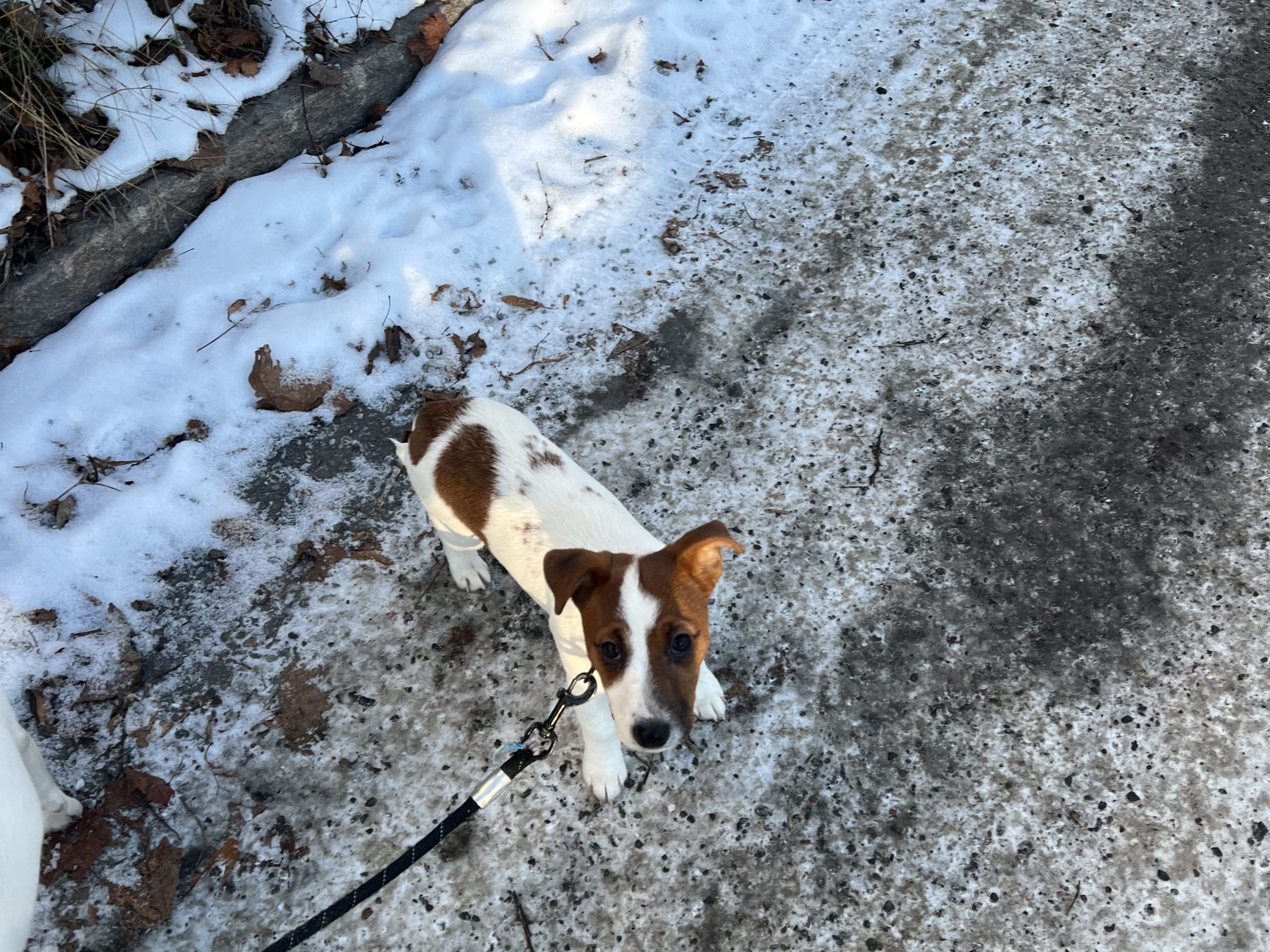 Jack russell terrier