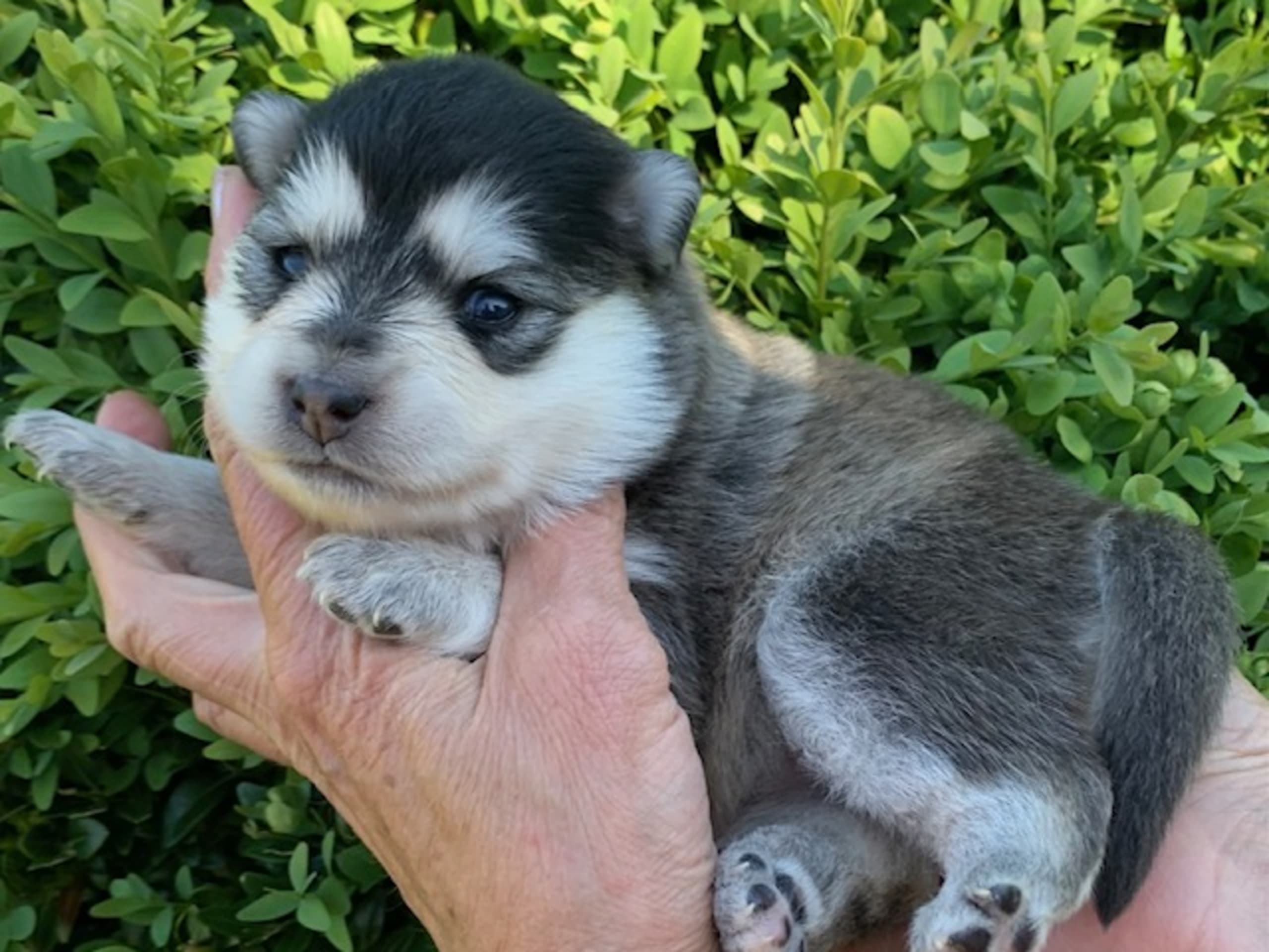 Finsk lapphund