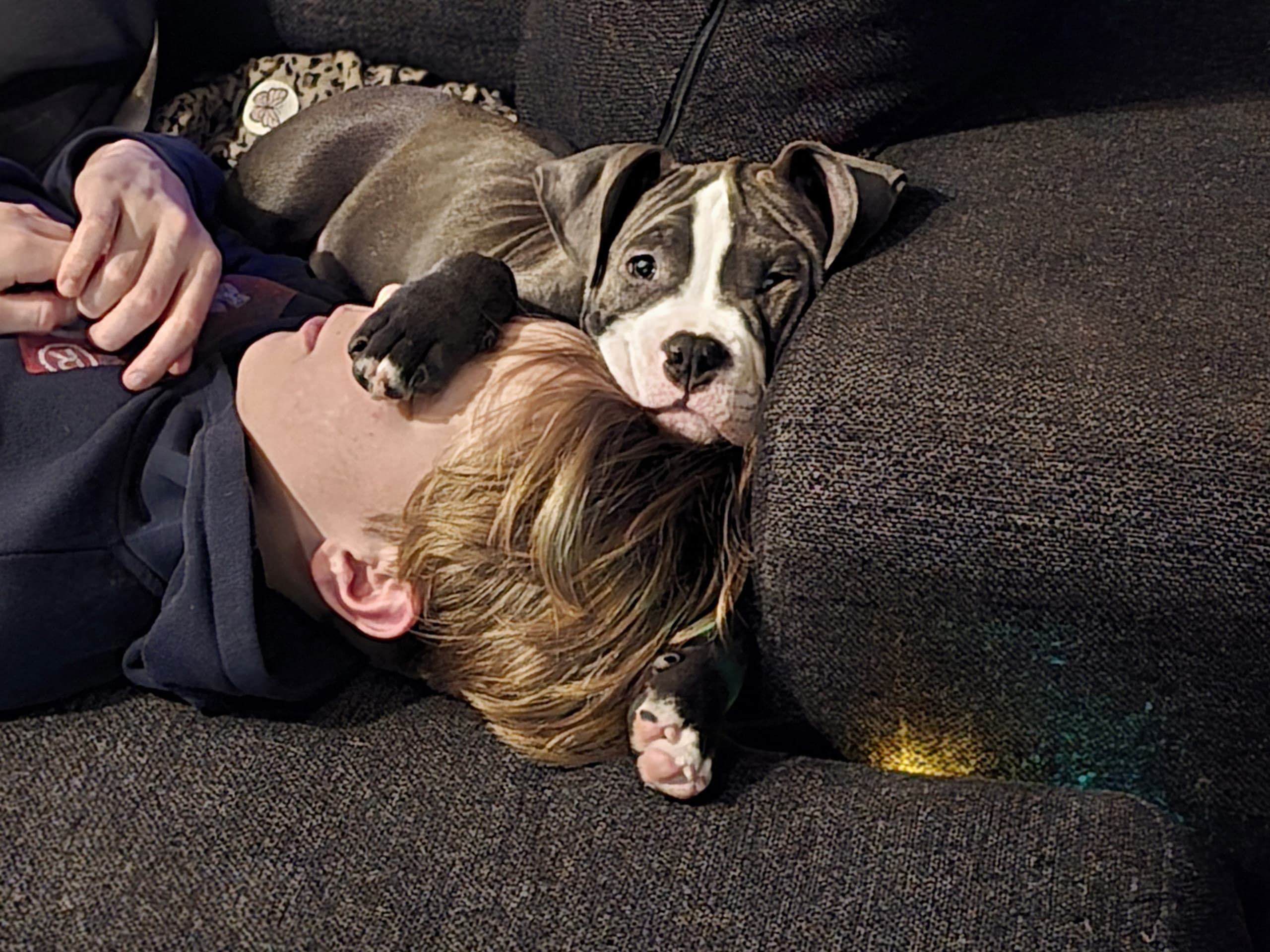 American bully