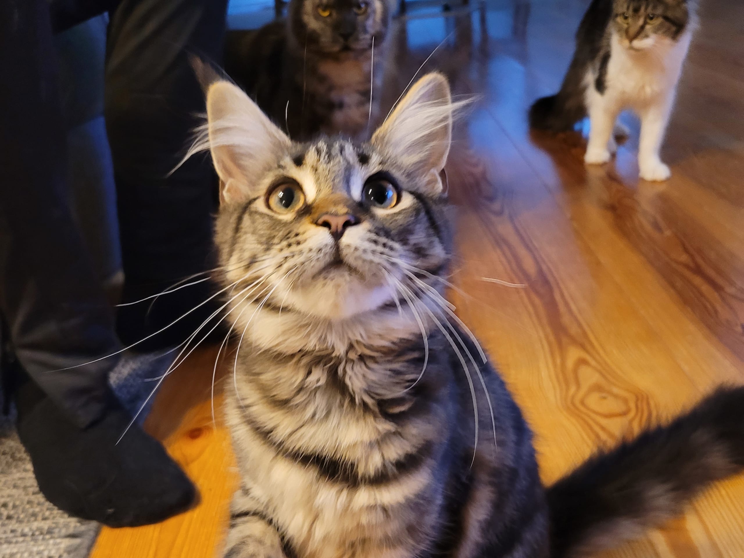 Maine Coon