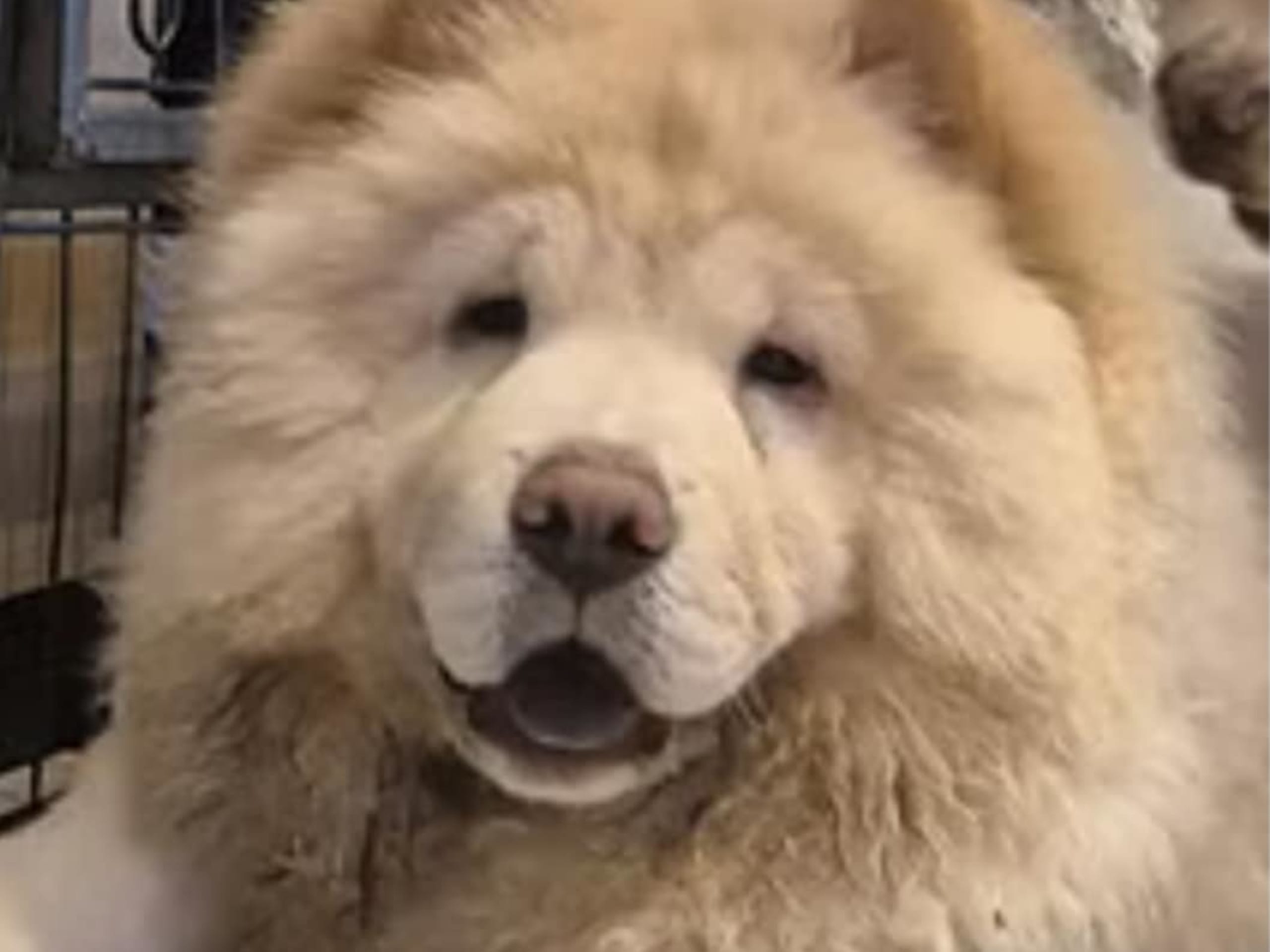 Chow chow