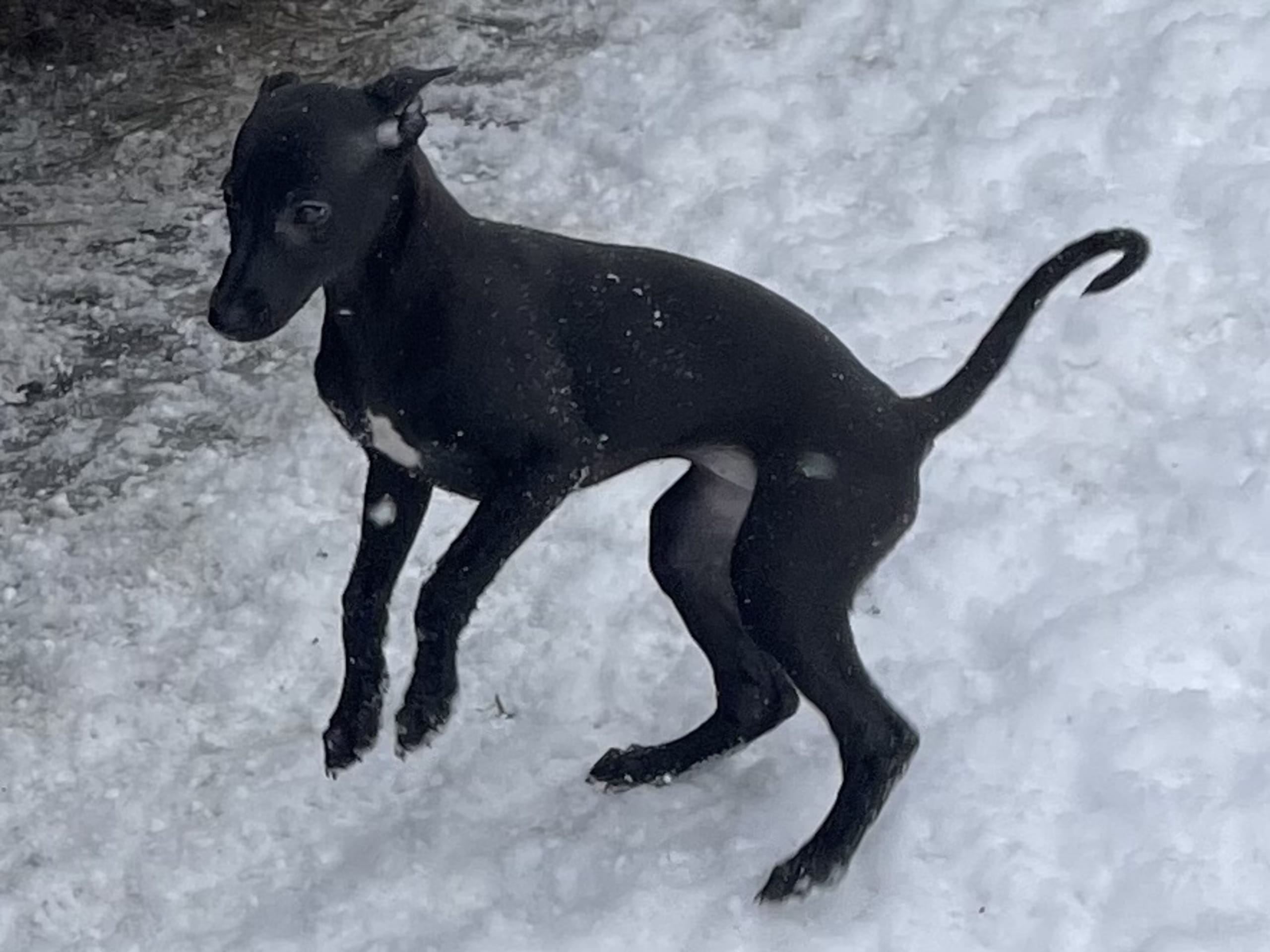 Whippet