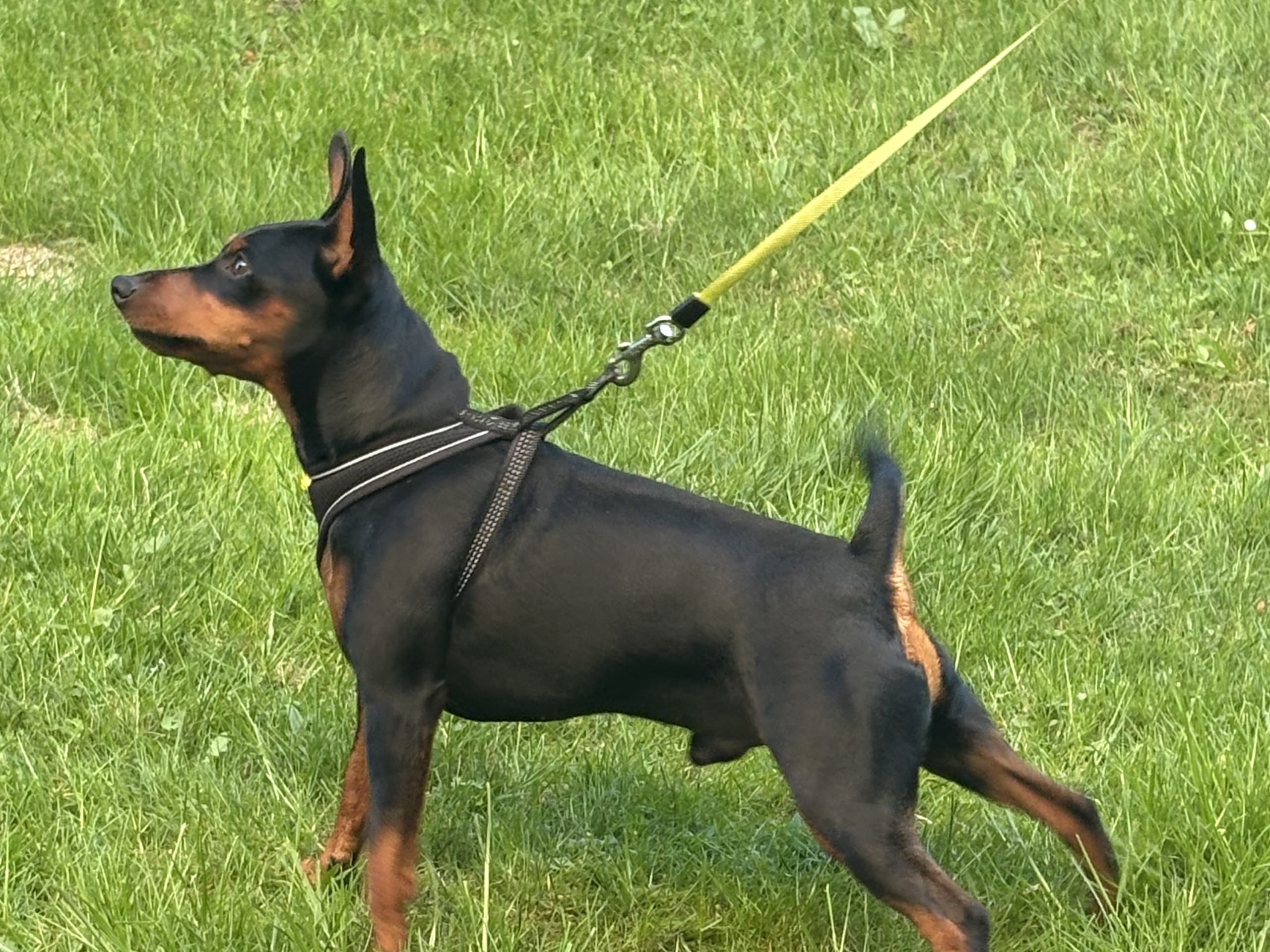 Dvärgpinscher