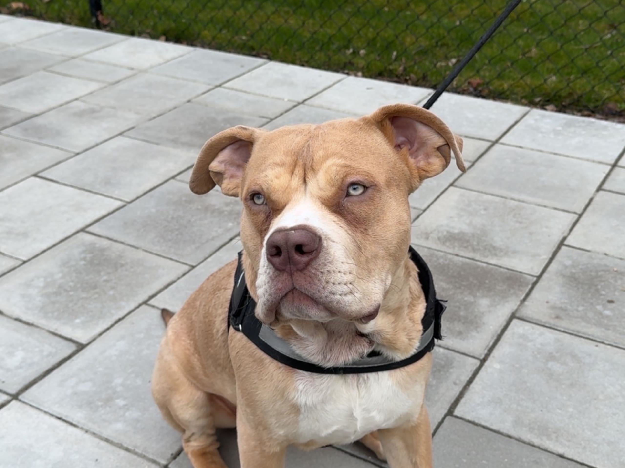 American Bully · Lönsboda · Johanna H.