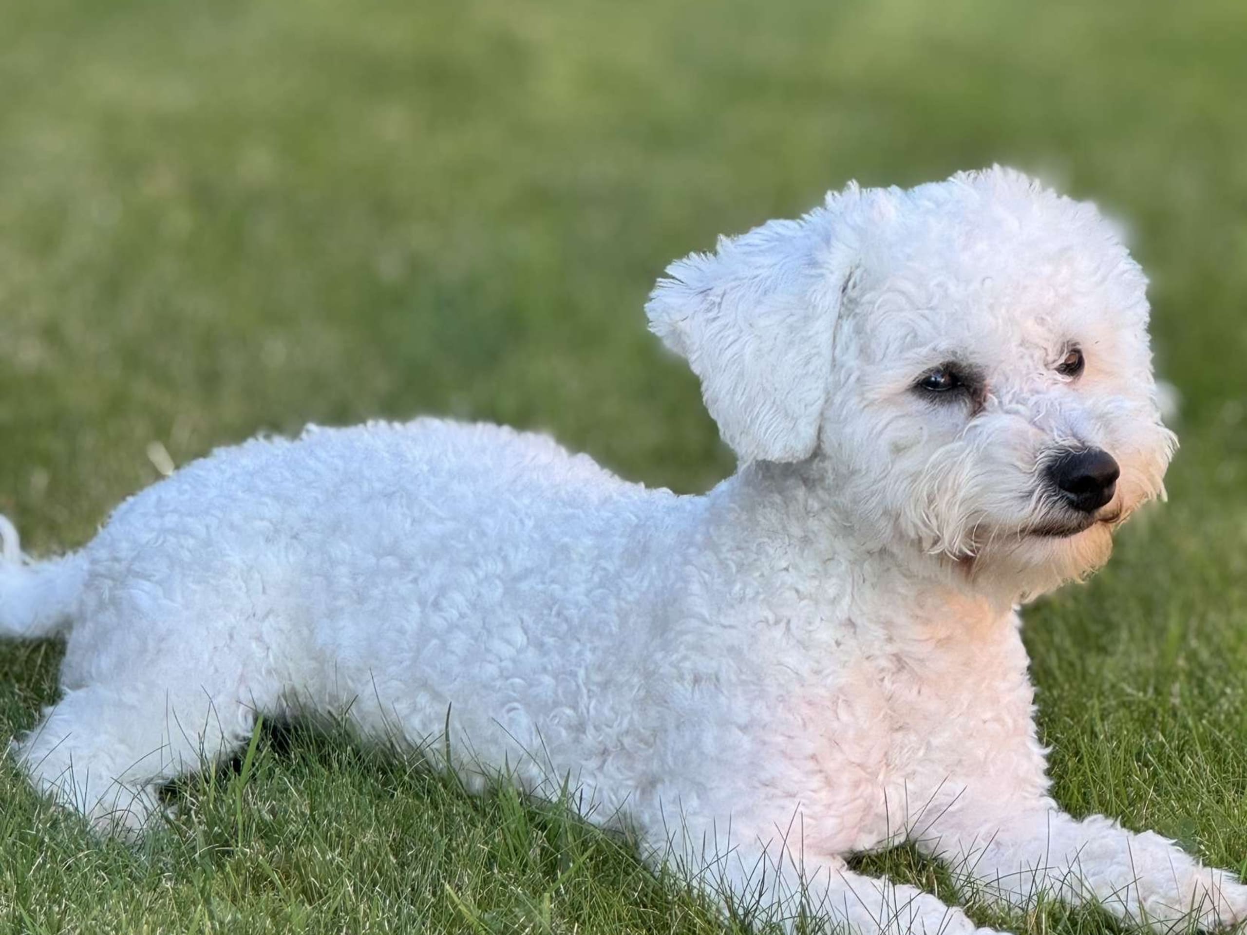 Bichon frisé