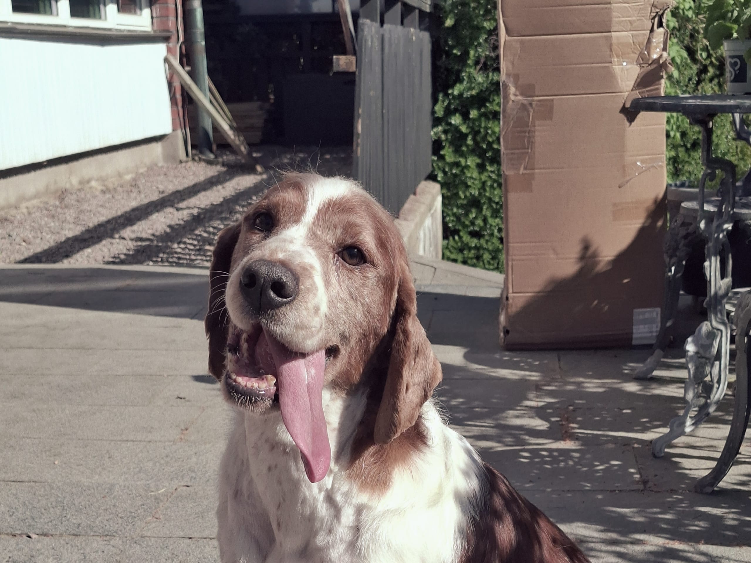 Welsh springer spaniel