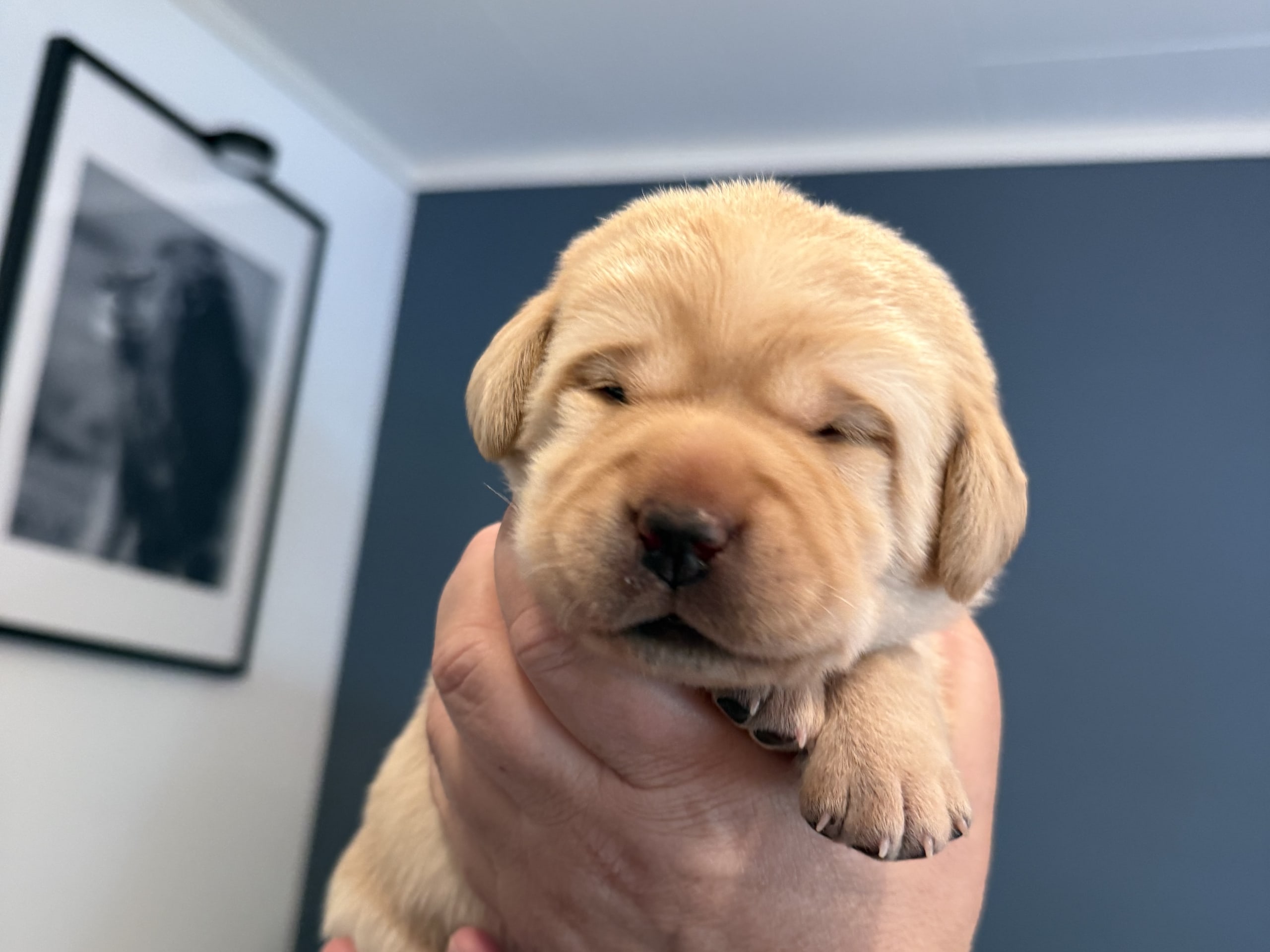 Labrador Retriever · Svärtinge · Blankgölens kennel