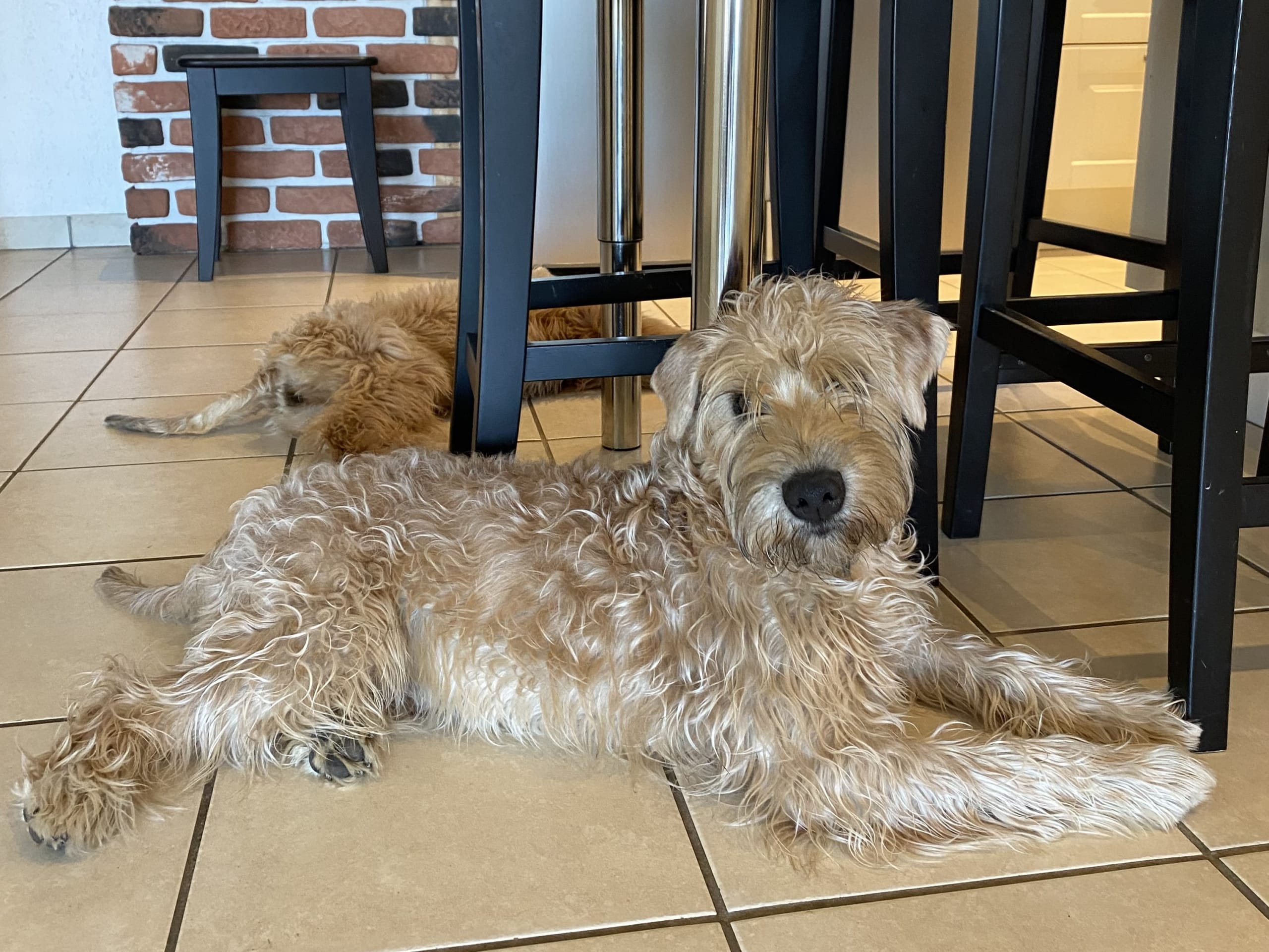 Irish softcoated wheaten terrier