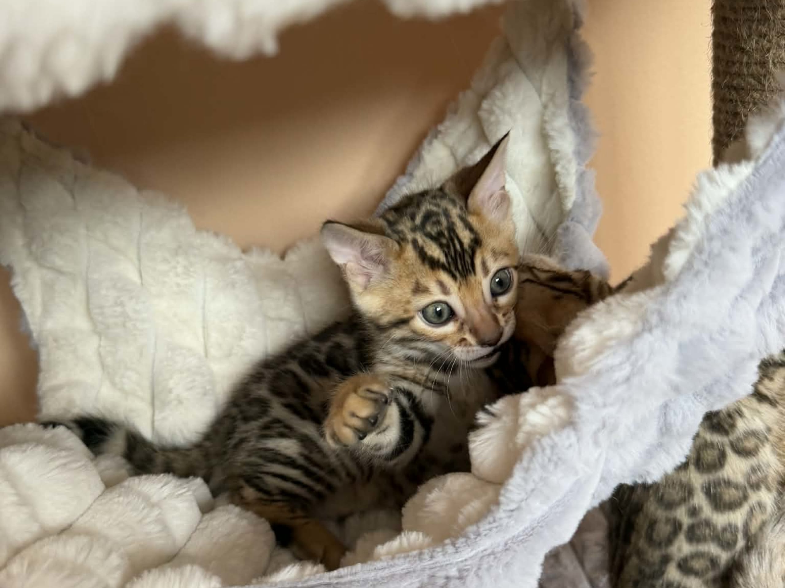 Bengal