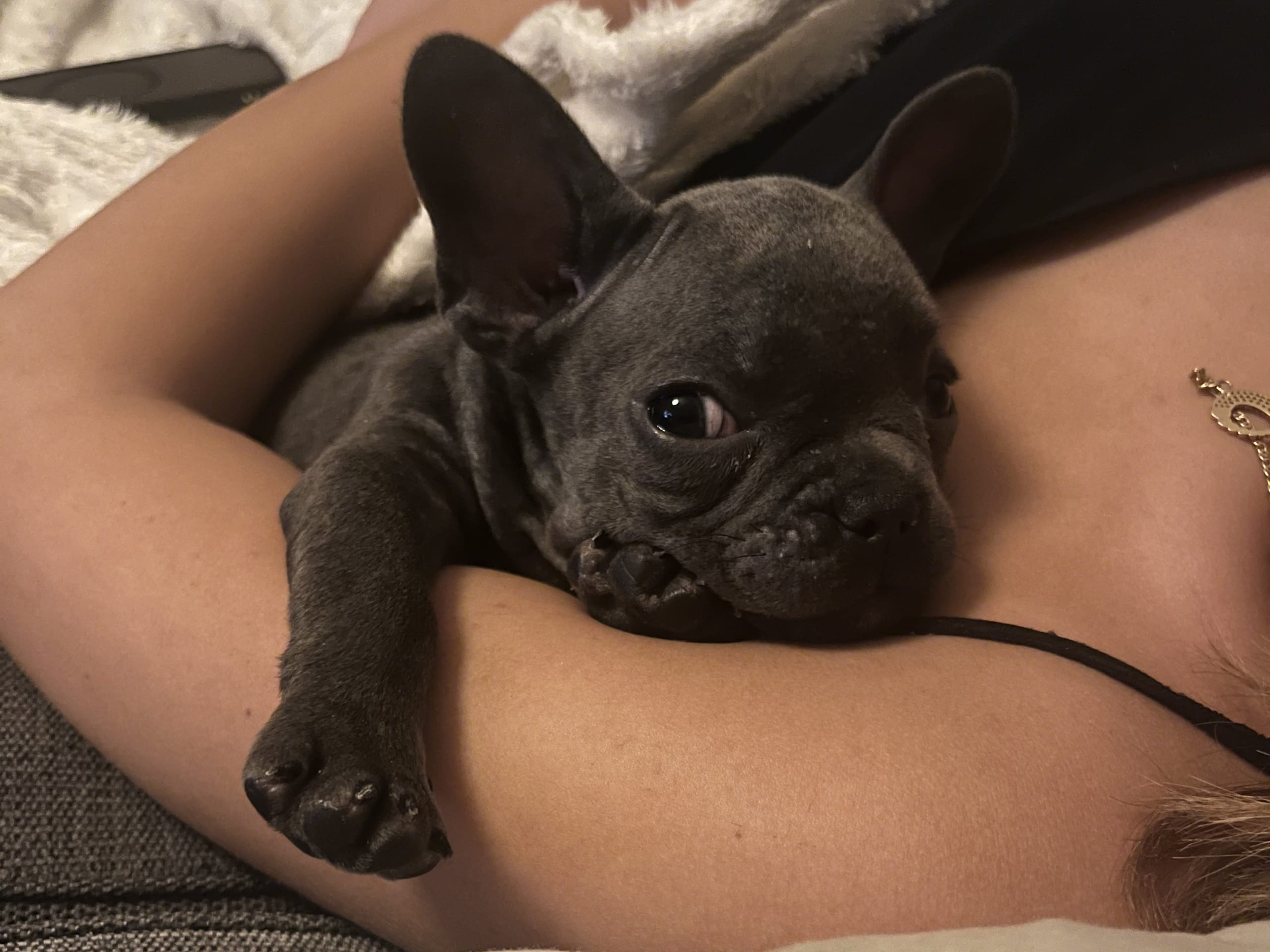 French Bulldog · Norrköping · Emiras frallor