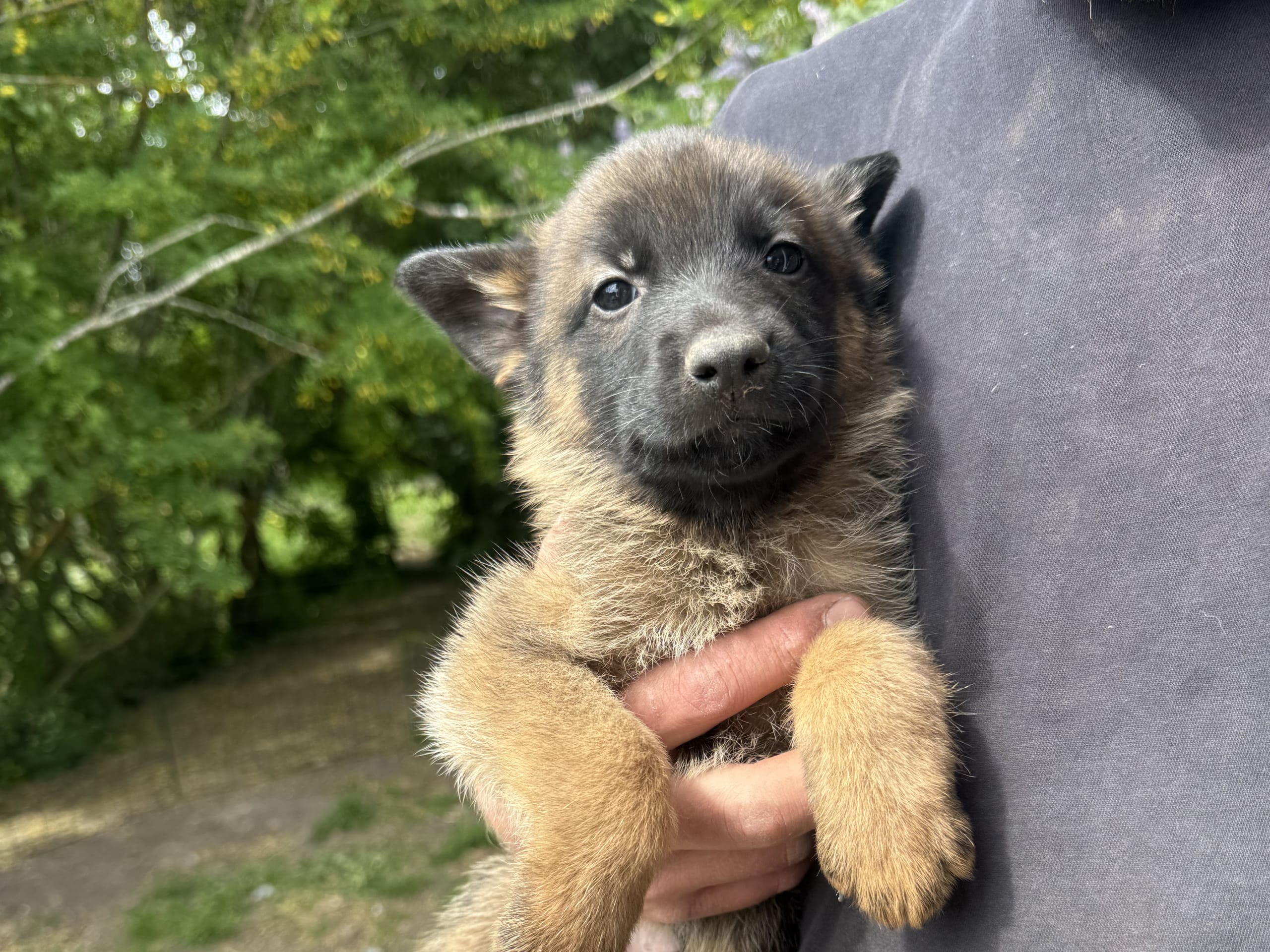 Belgisk fårehund, malinois