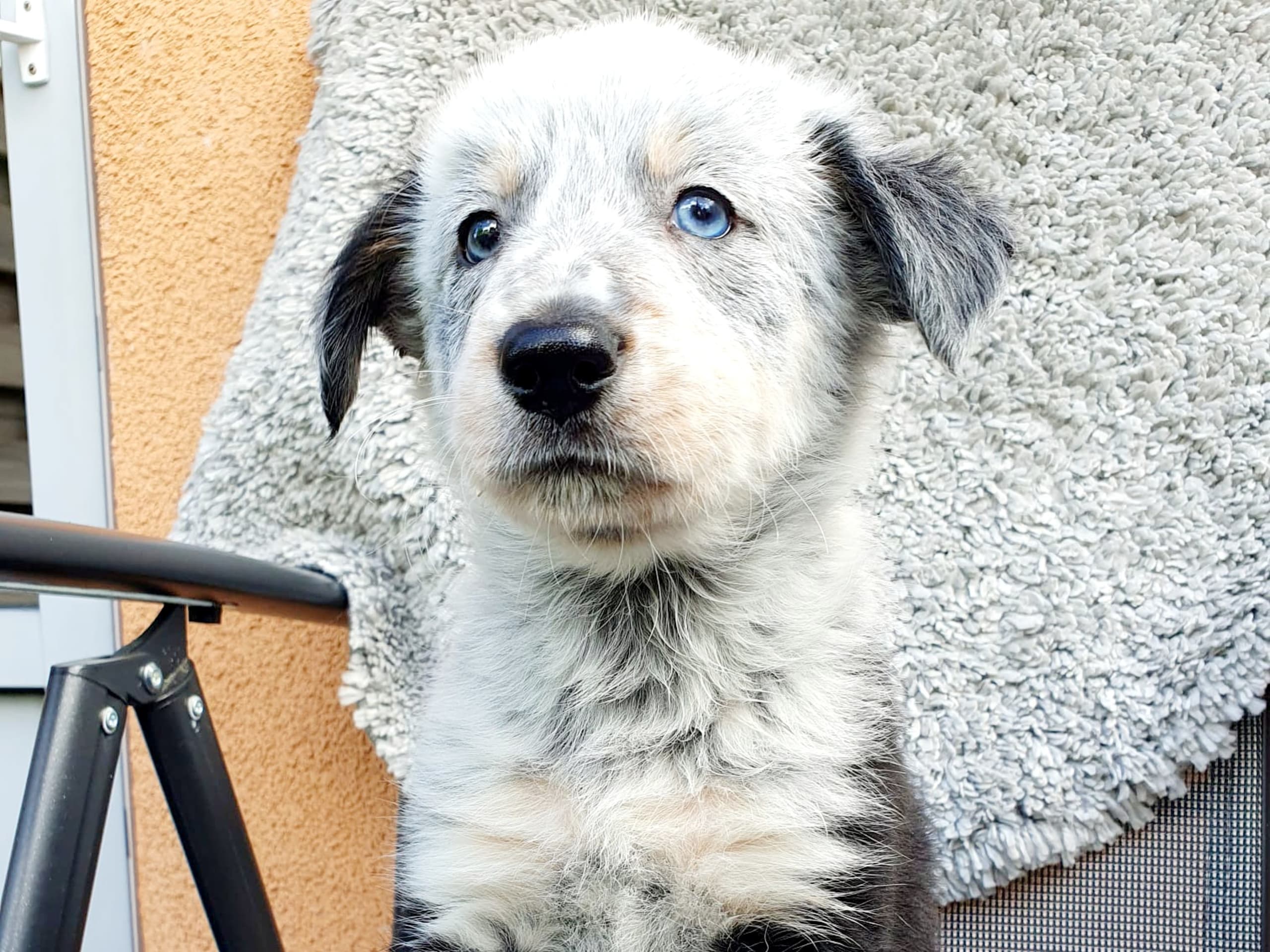 Border collie · Växjö · Canis