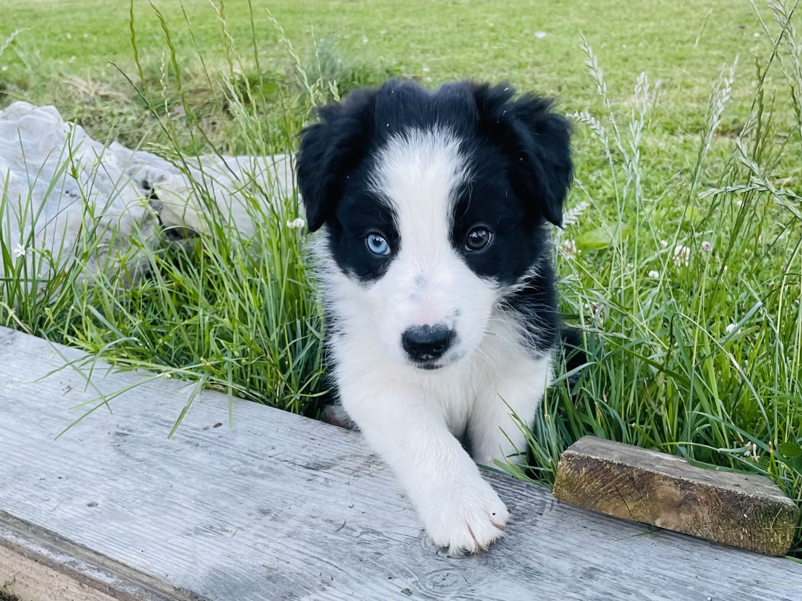Border collie · Skebobruk · carina w.